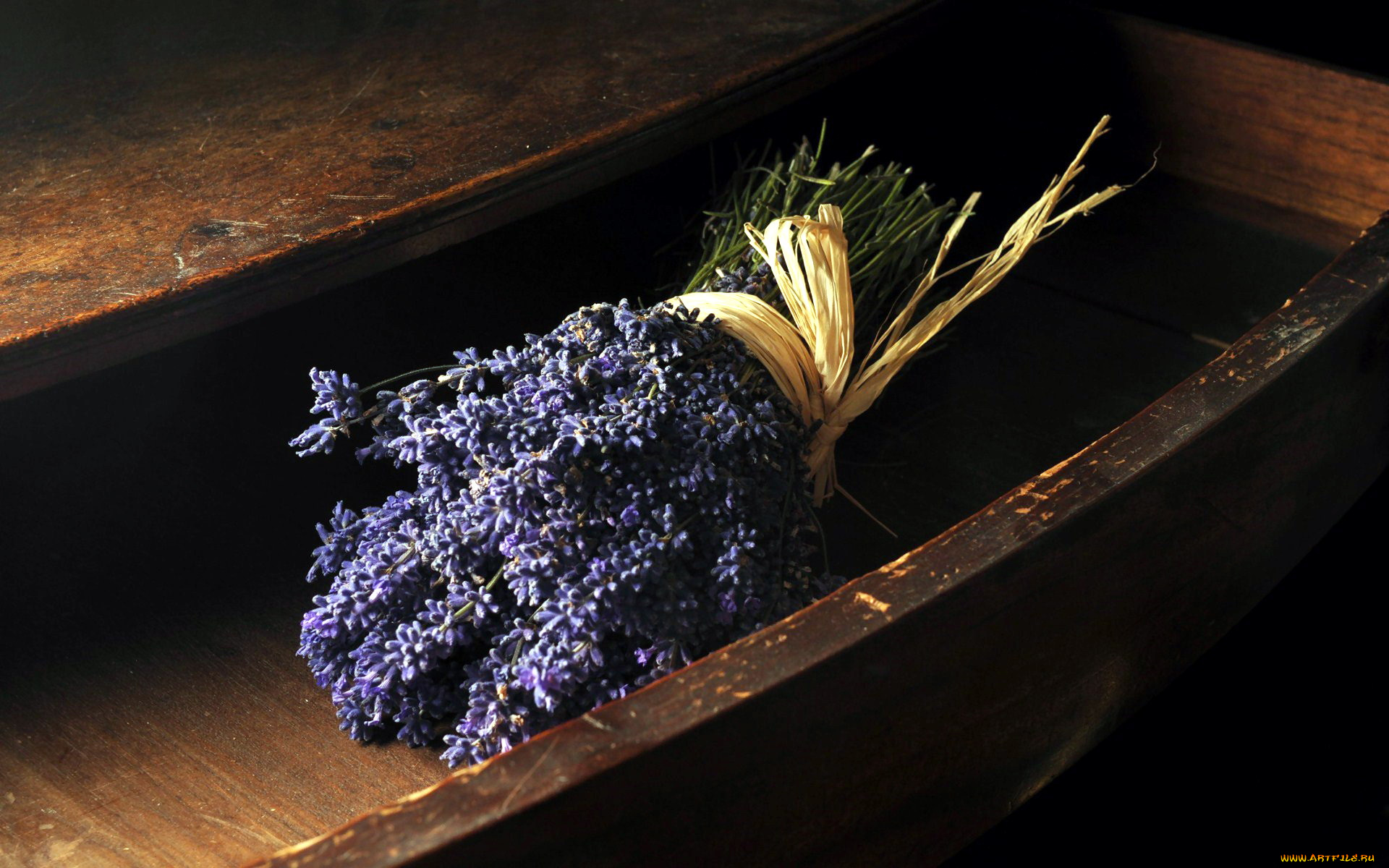 цветы, лаванда, синий