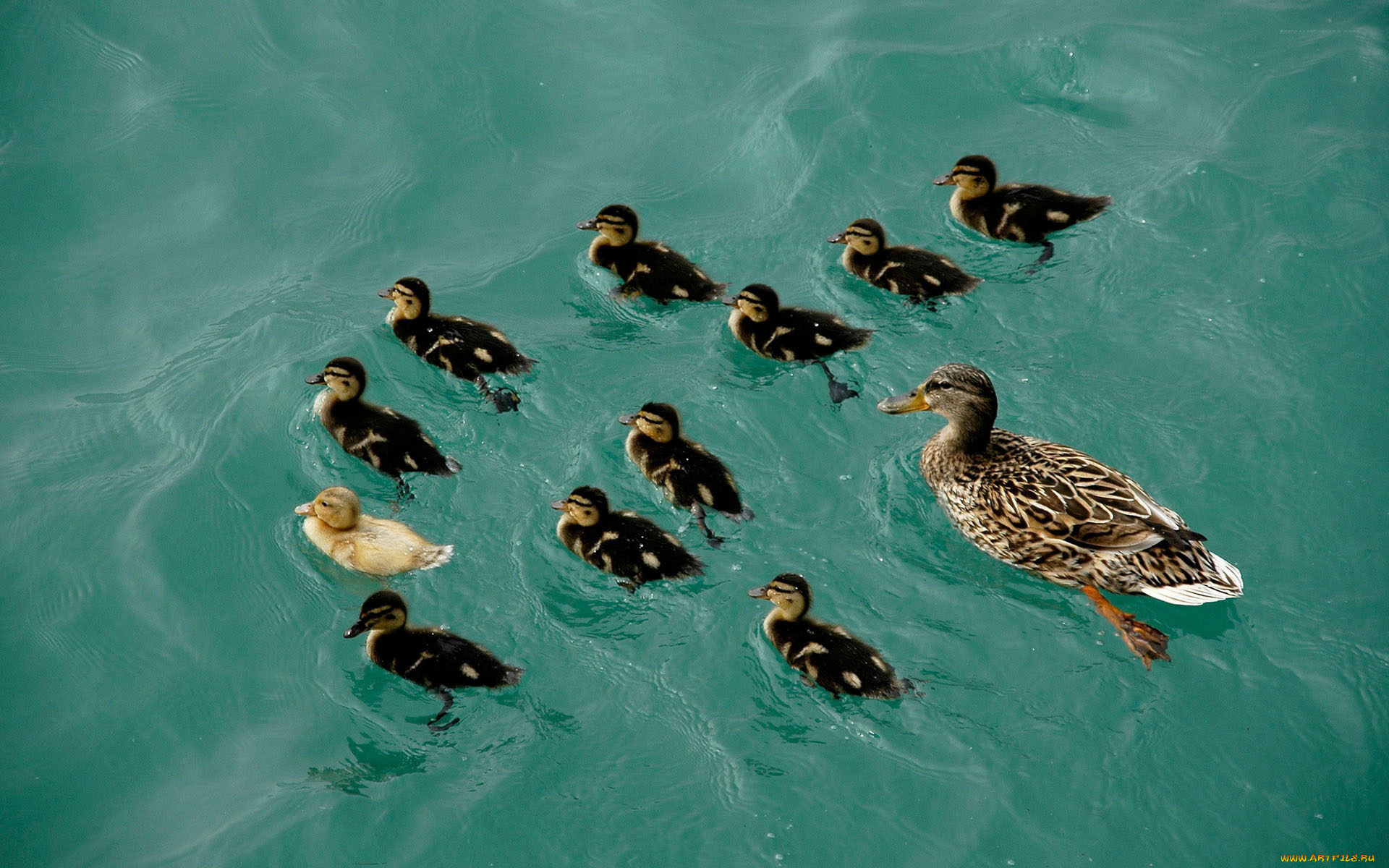 животные, утки, вода, утята, утка