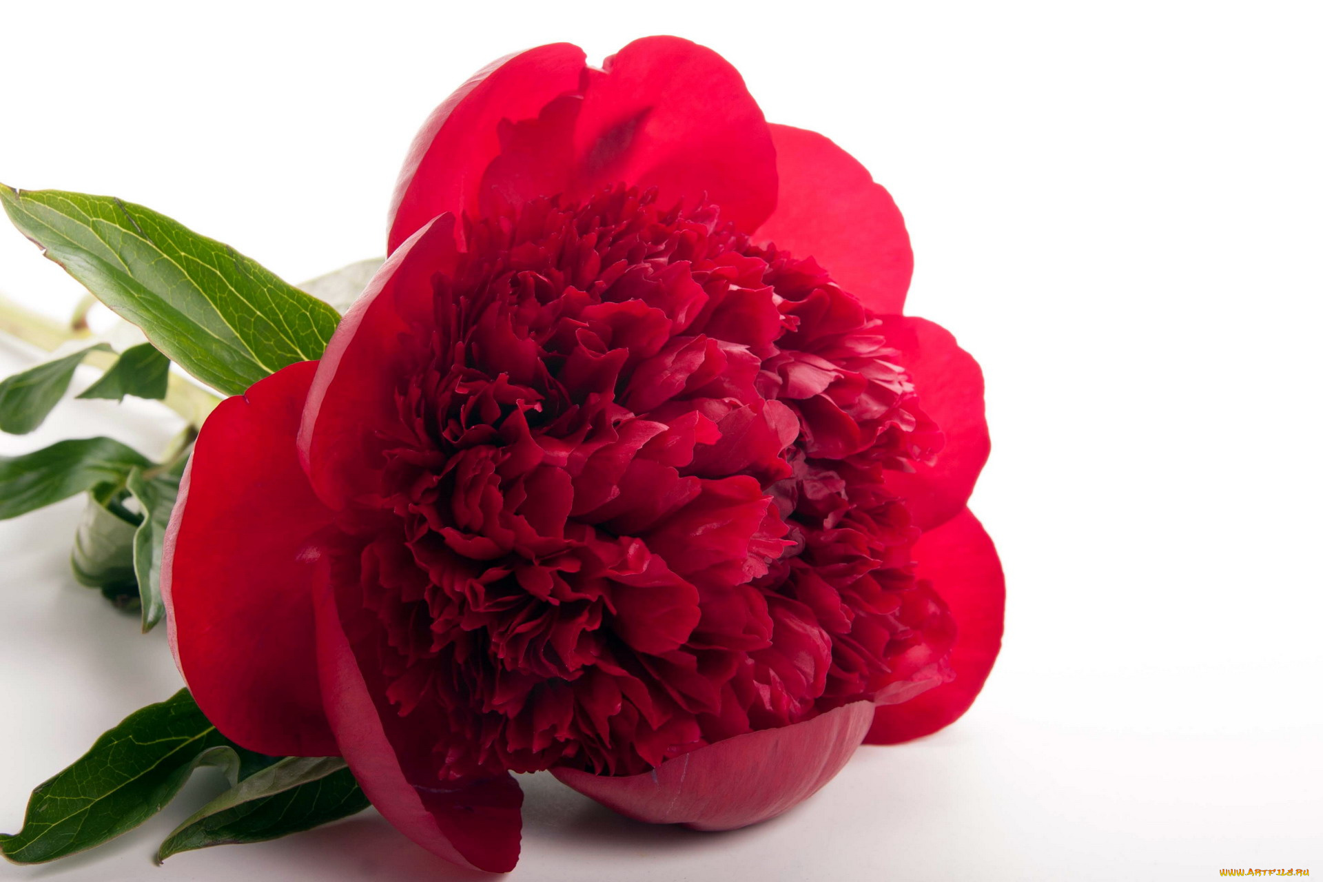 цветы, пионы, красный