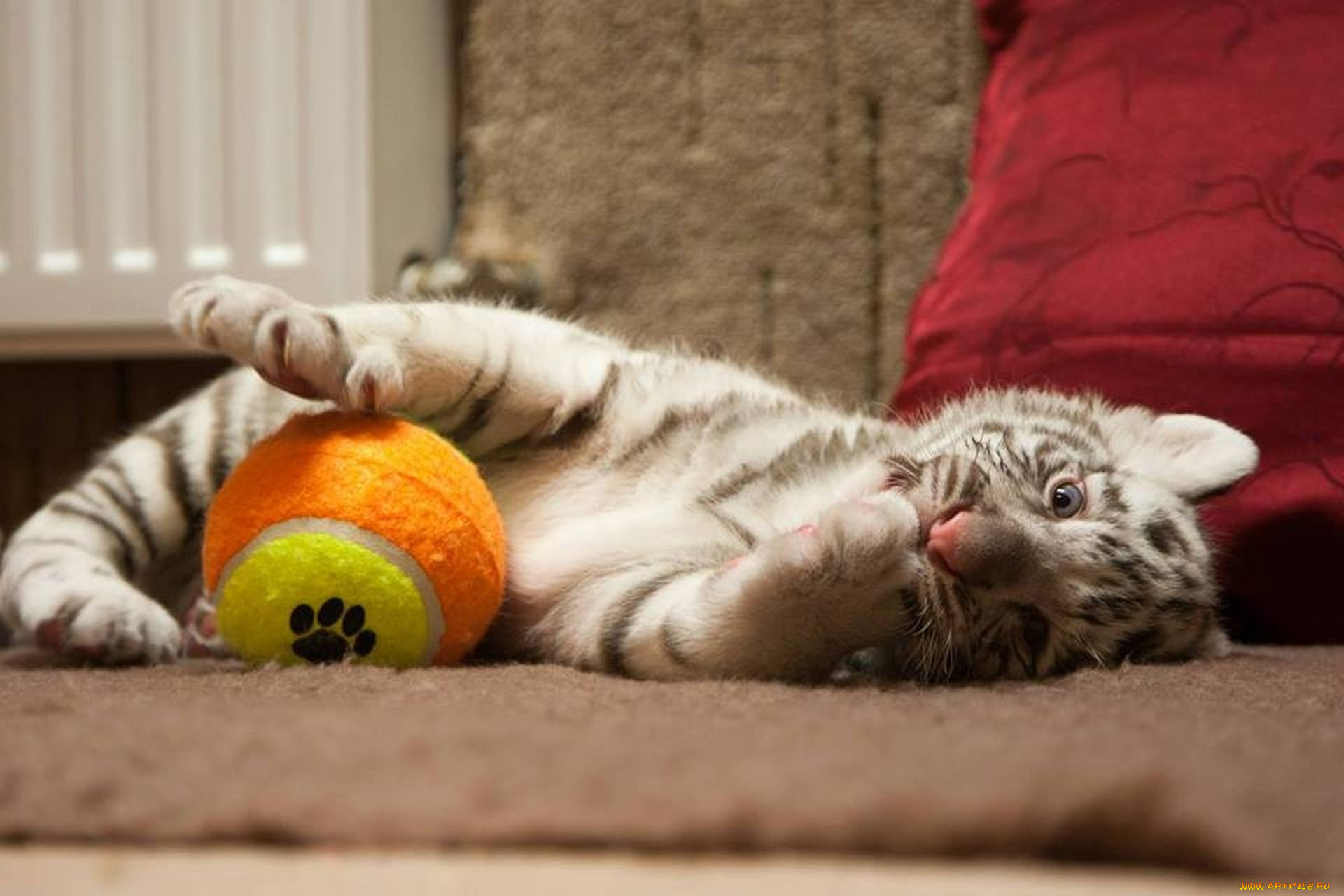 тигренок, животные, тигры, котенок, лежит, мяч, тигр