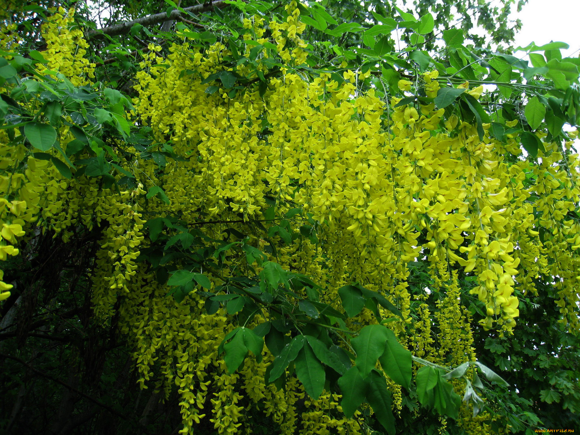 цветы, глициния, куст