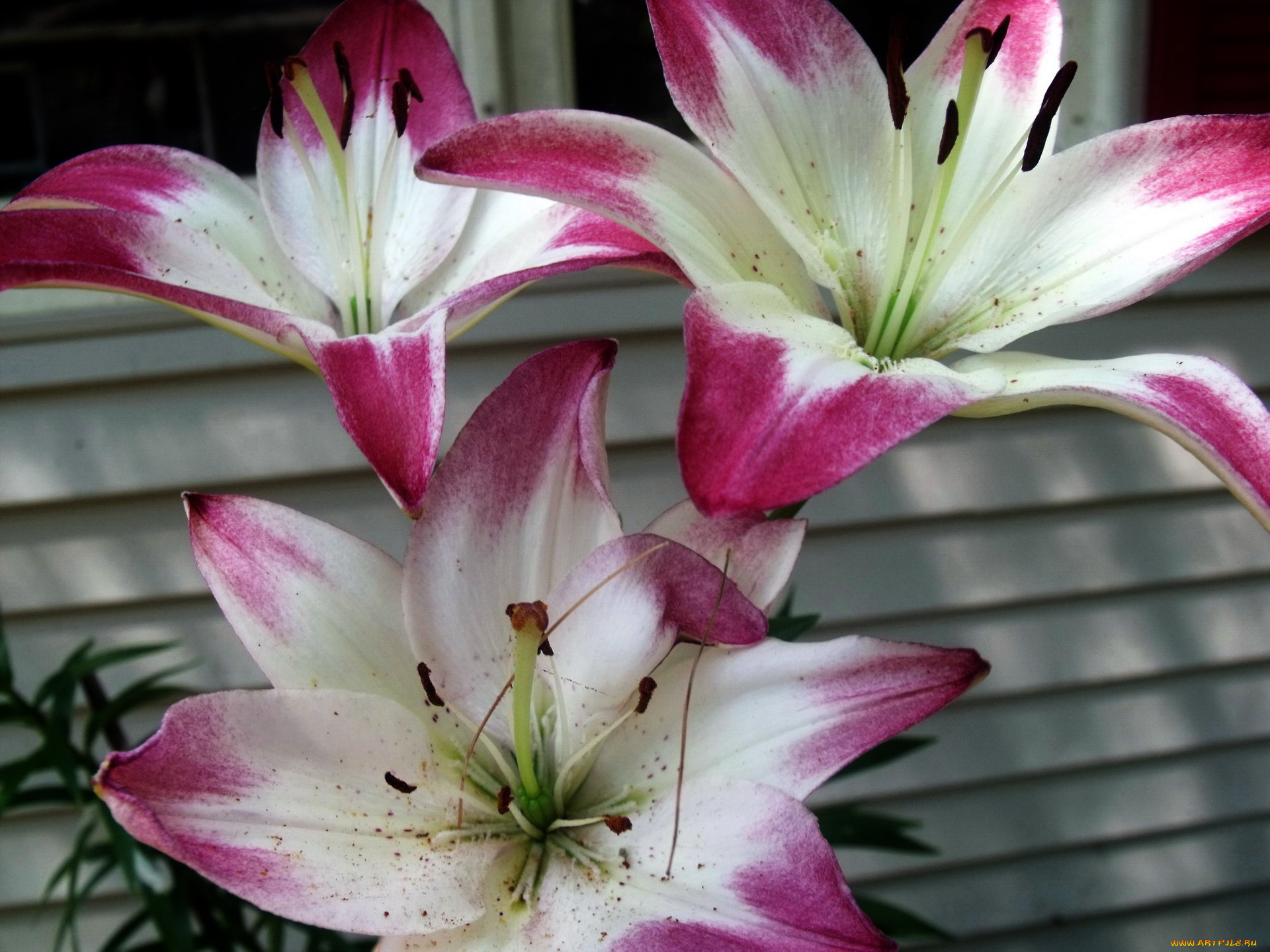 цветы, лилии, , лилейники, трио