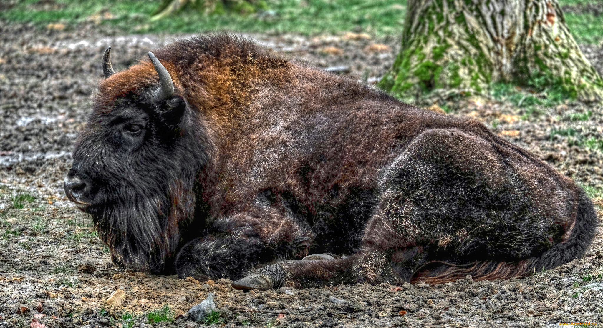 животные, зубры, , бизоны, бизон