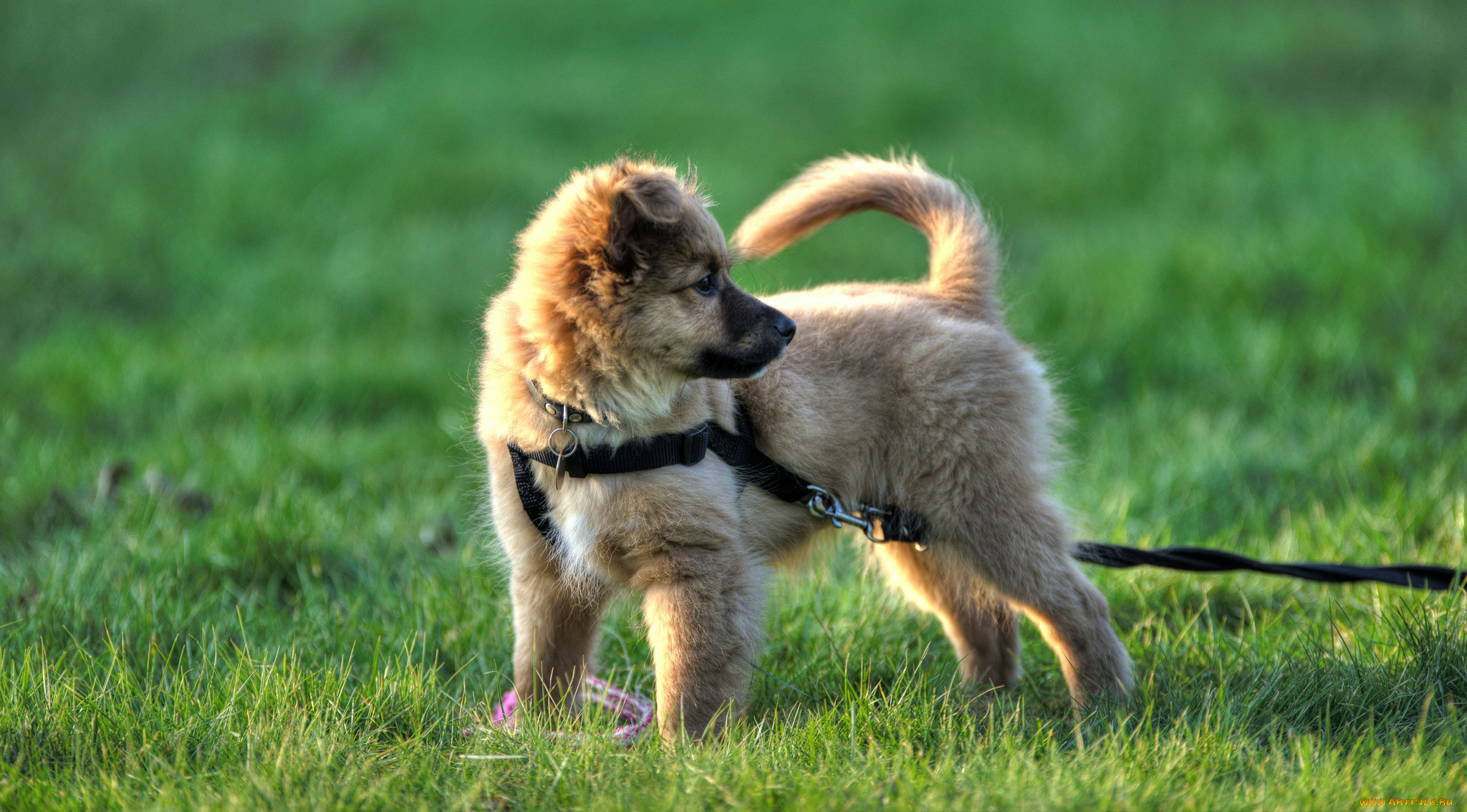 животные, собаки, щенок