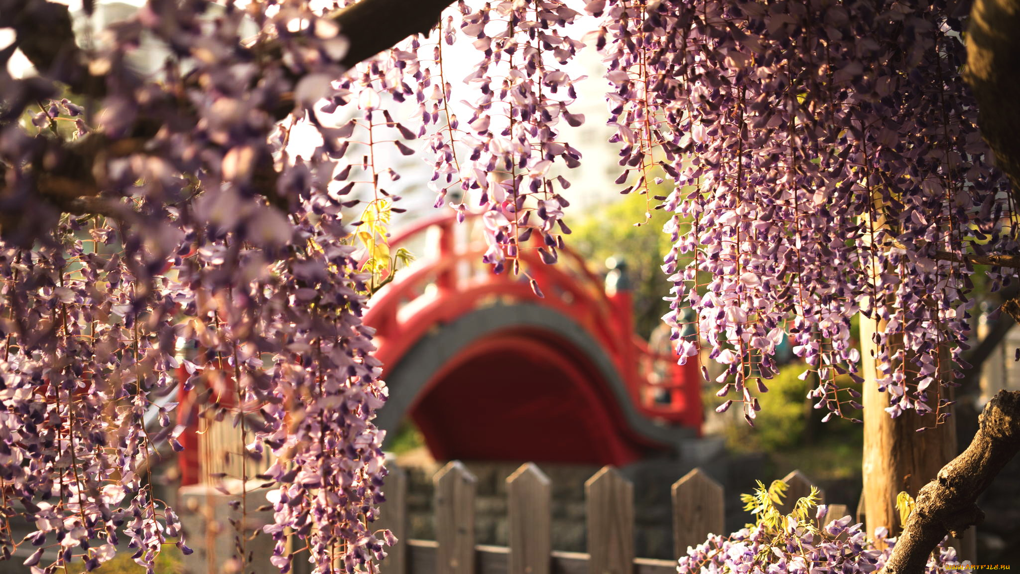 цветы, глициния, гроздья