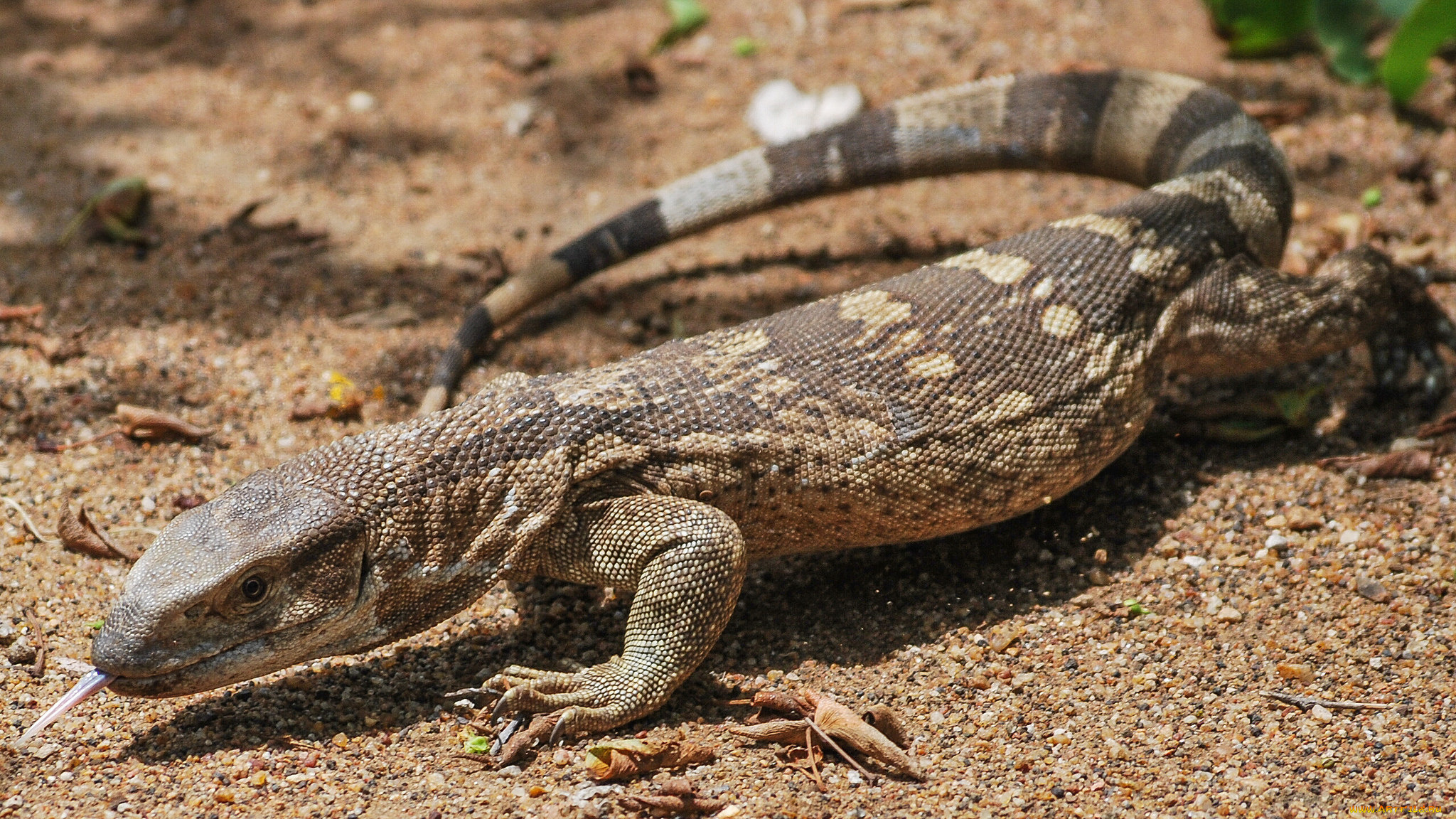 животные, Ящерицы, , игуаны, , вараны, варан