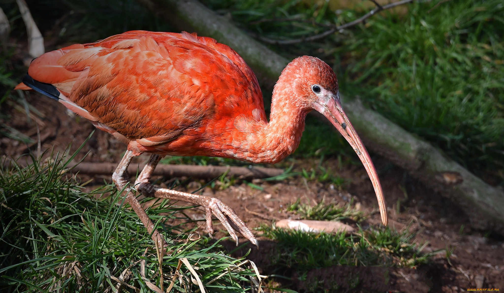 животные, птицы, аист