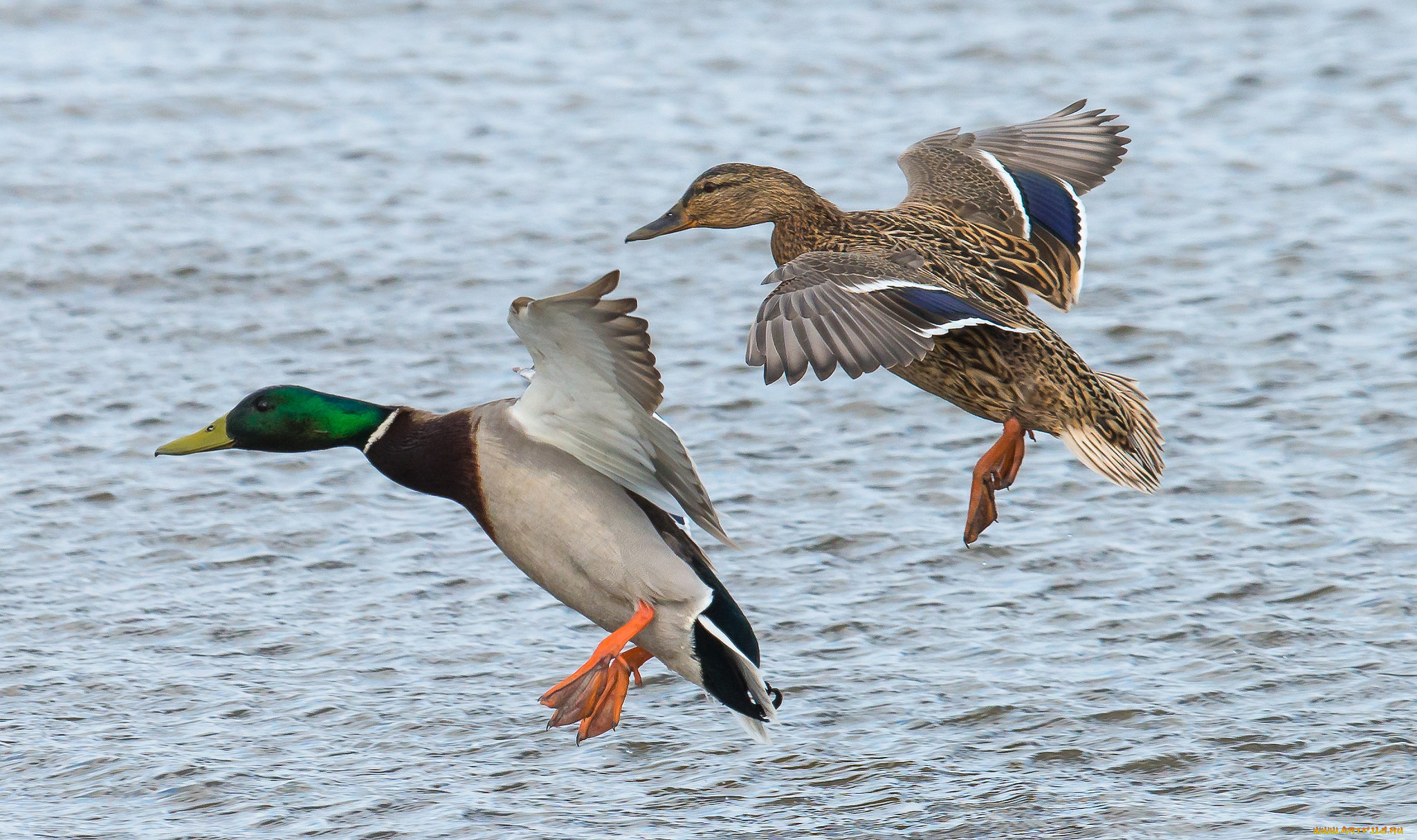 животные, утки, утка, селезень