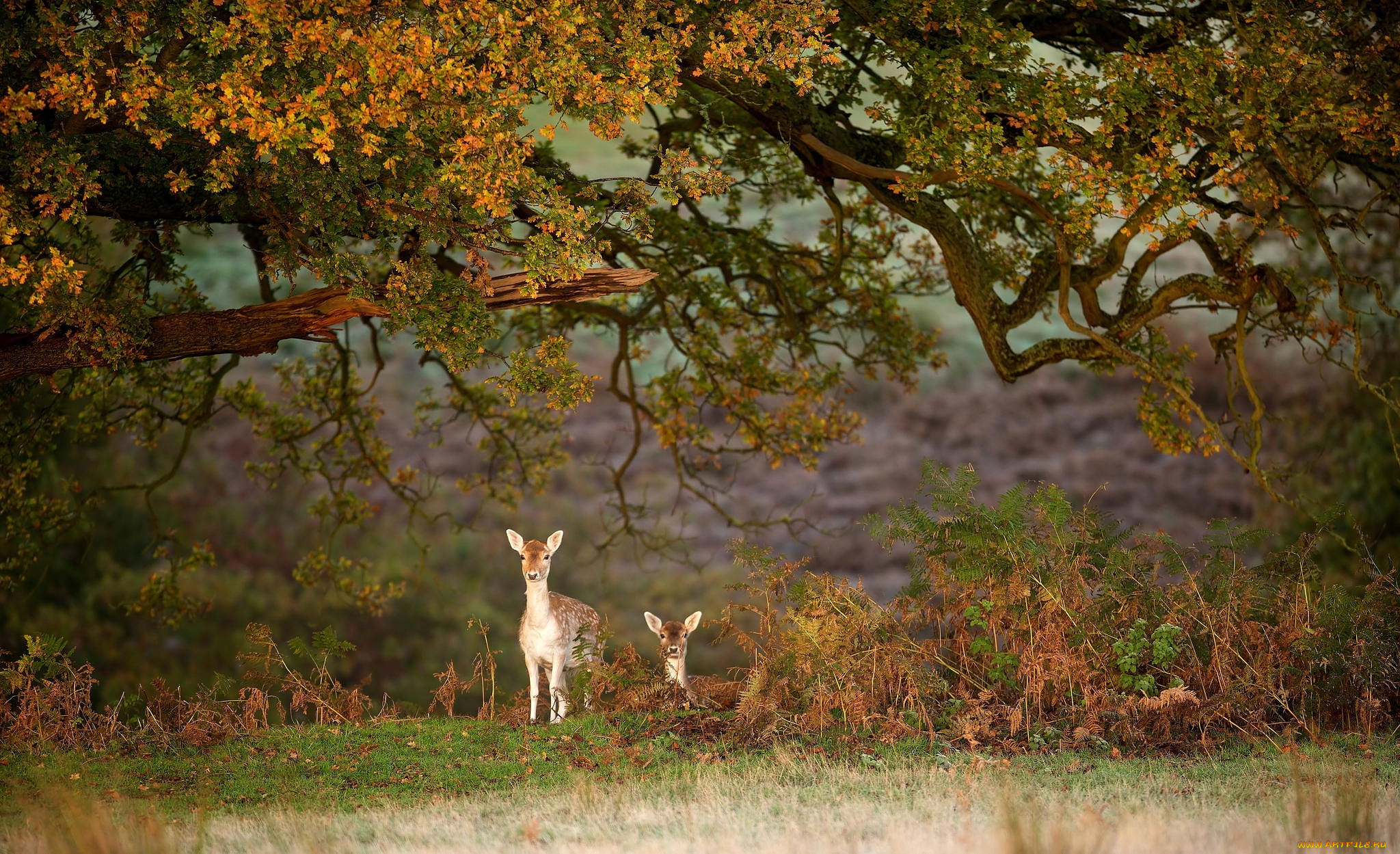животные, олени, forest, animal, wild, олененок, deer, олень, nature, emi, природа, лес