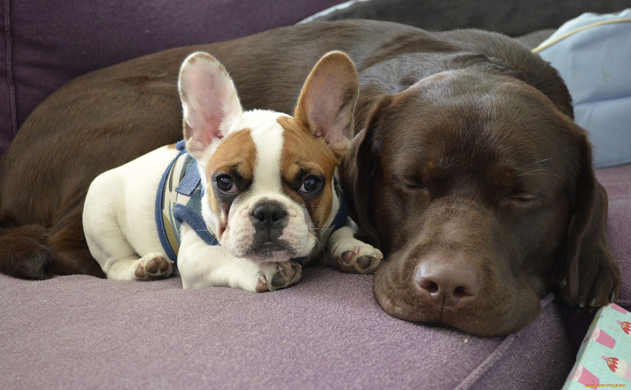 животные, собаки, друзья