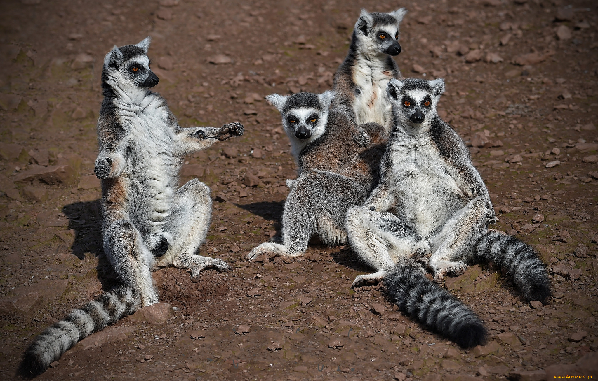 животные, лемуры
