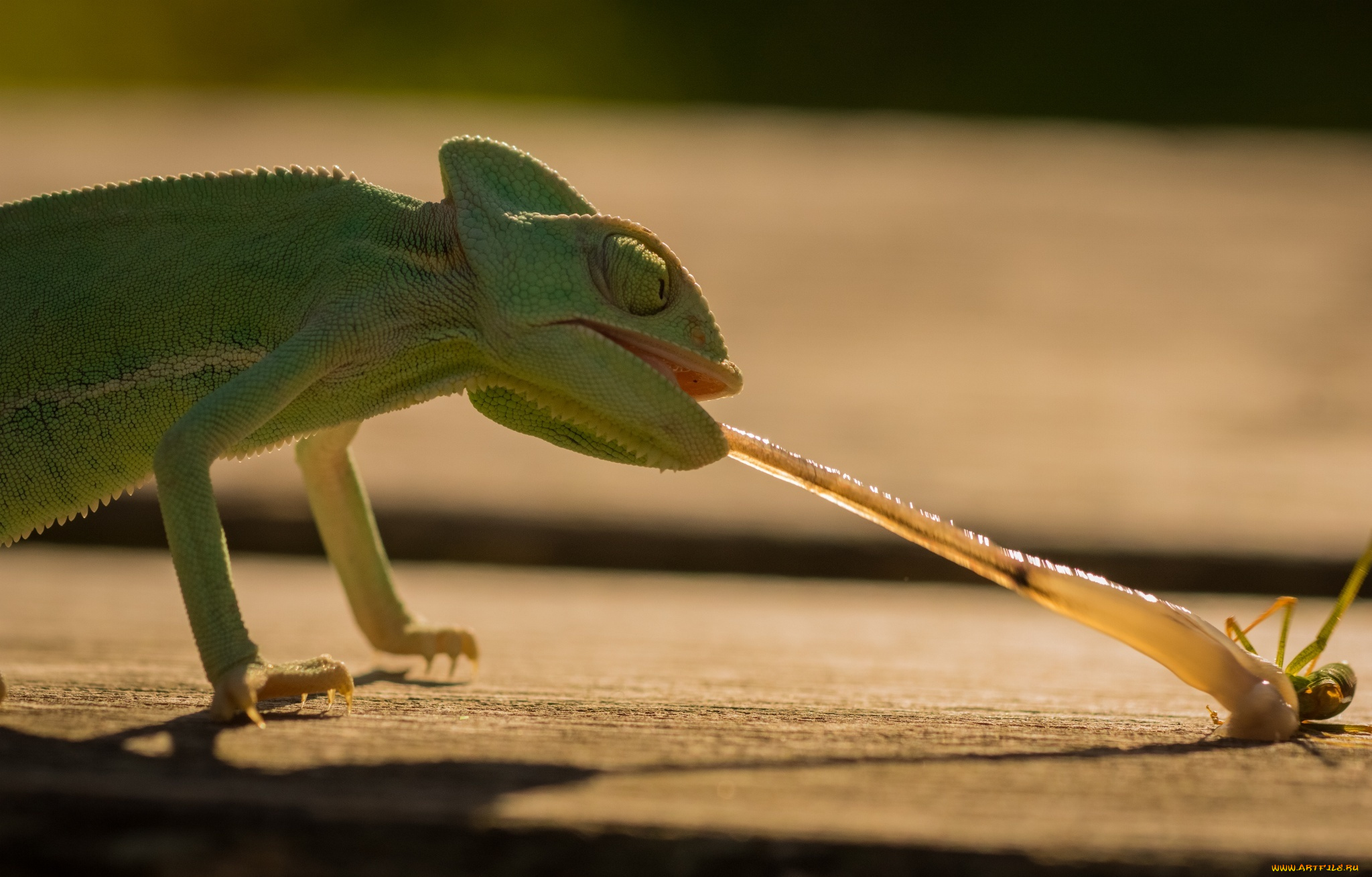 животные, хамелеоны, ящерица, ящерка, язык, hunt, insect, охота, насекомое, морда, beauty, eyes, рептилия, reptile, lizard, chameleon, хамелеон, green, обед, еда