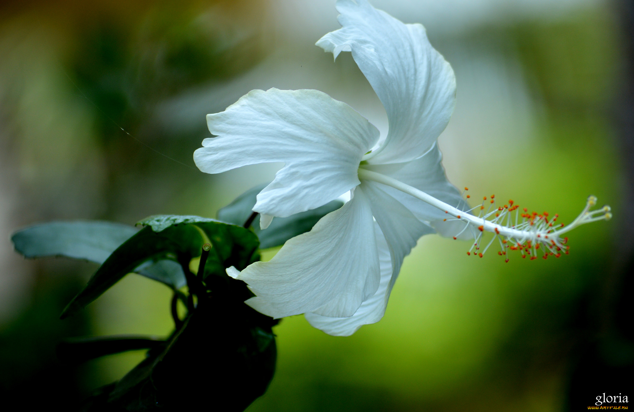 цветы, гибискусы, гибискус, макро, белый, цветок