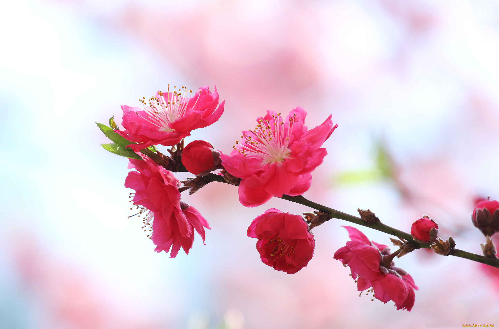 цветы, цветущие, деревья, , , кустарники, лепестки, весна, ветка, сад, природа