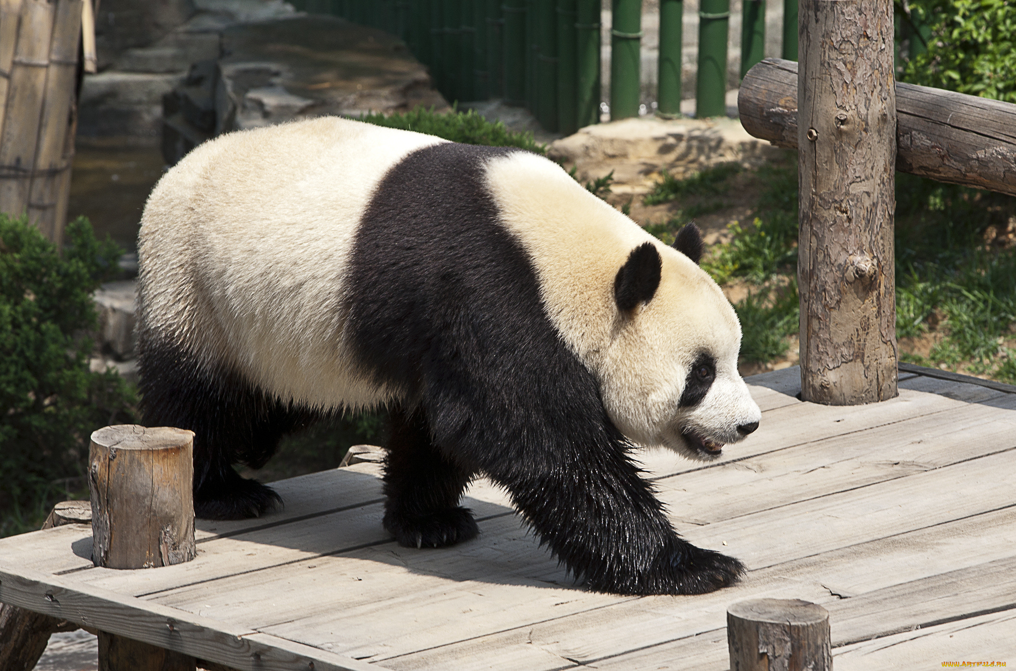 животные, панды, панда