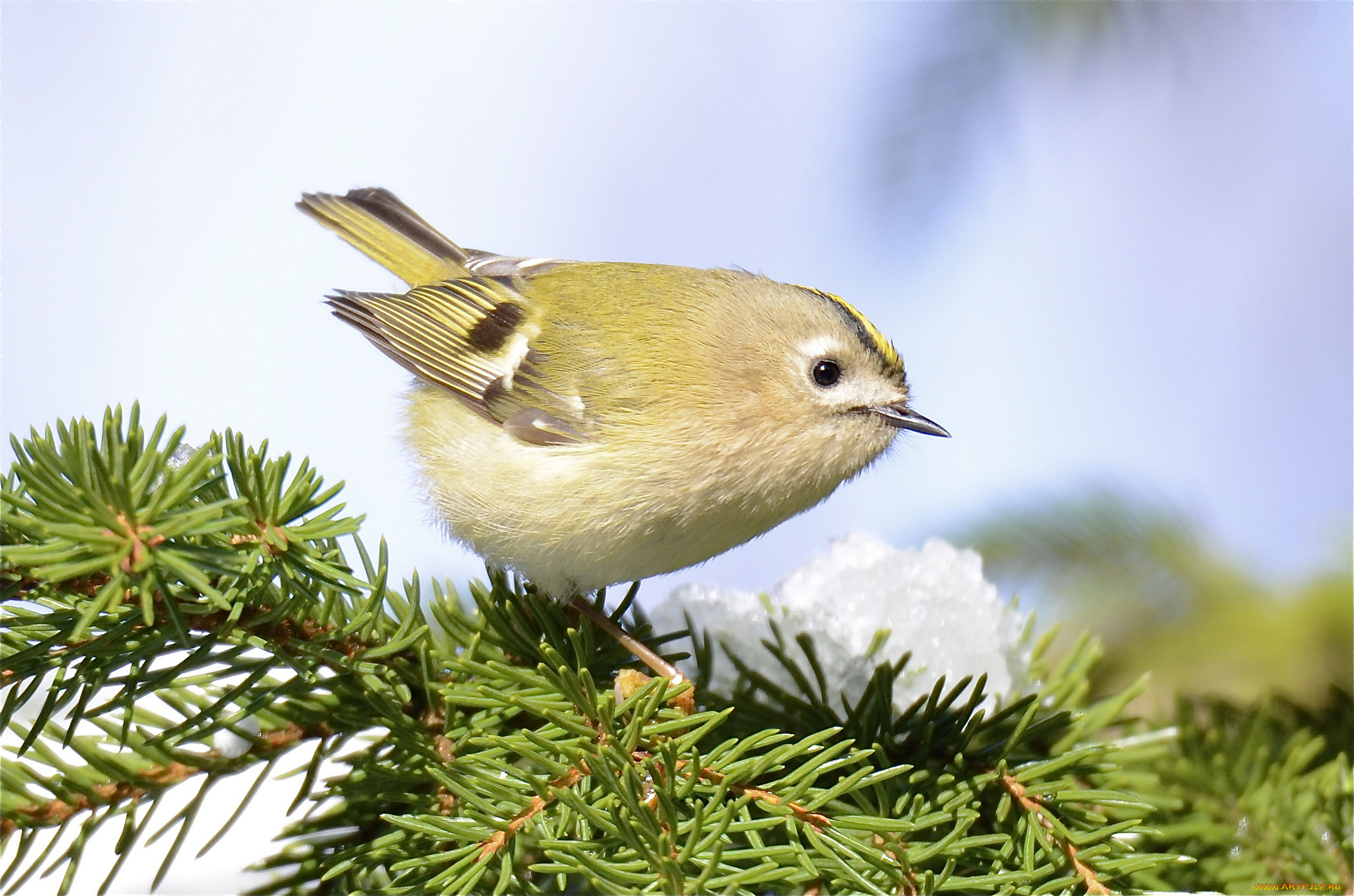 животные, птицы, хвоя, птица, ветки