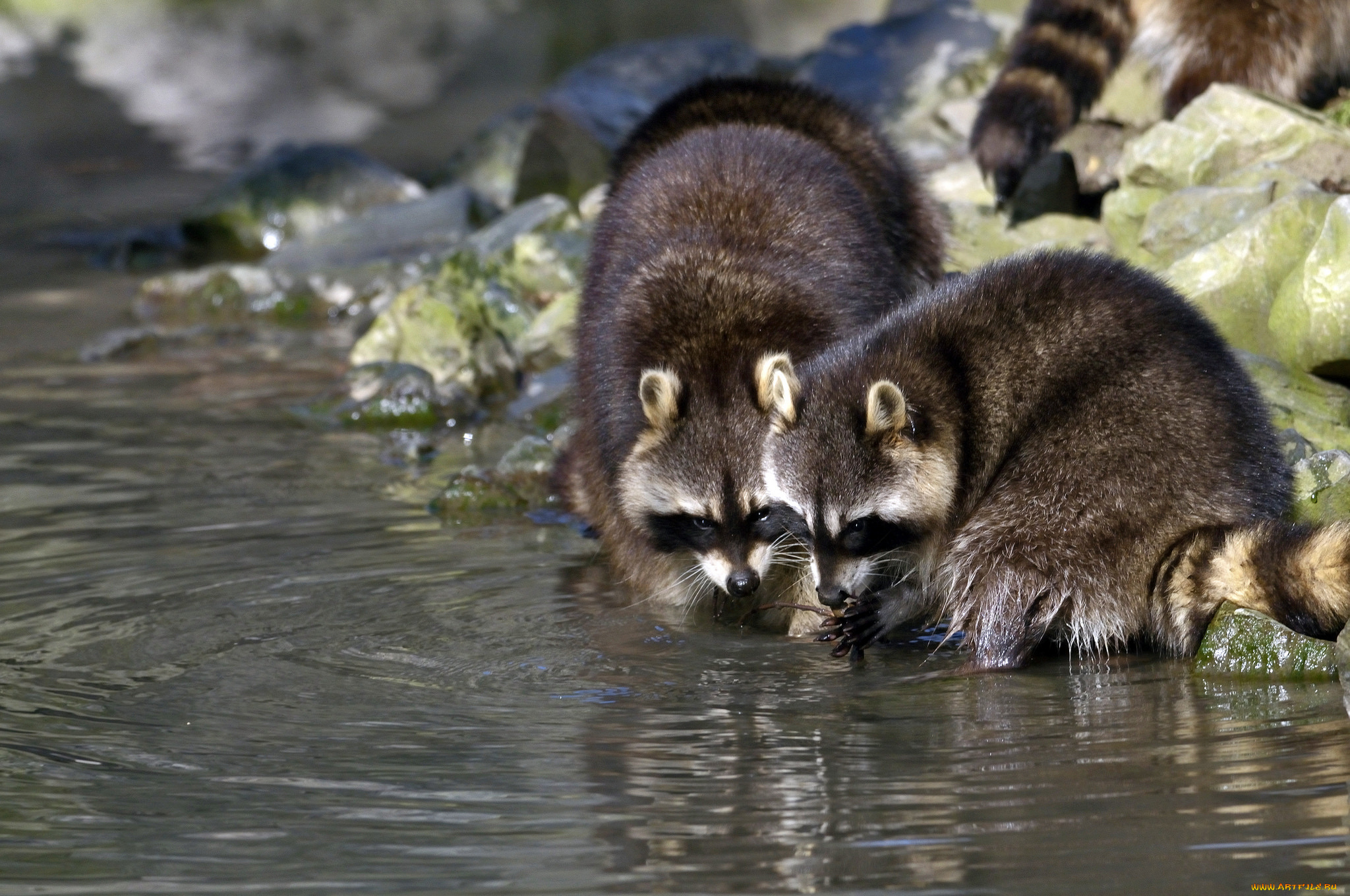 животные, еноты
