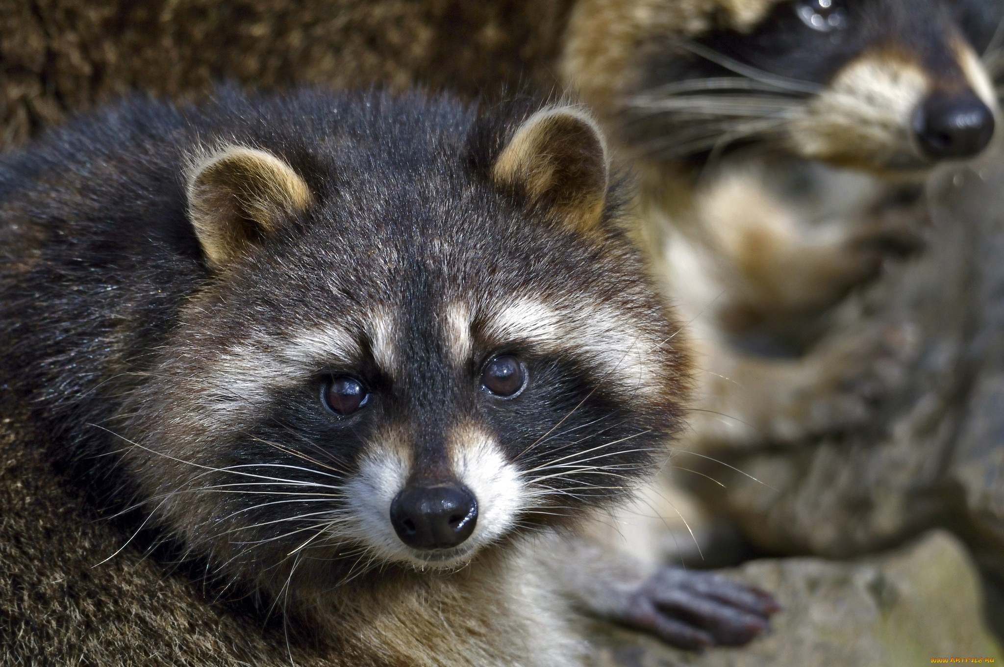 животные, еноты, енот