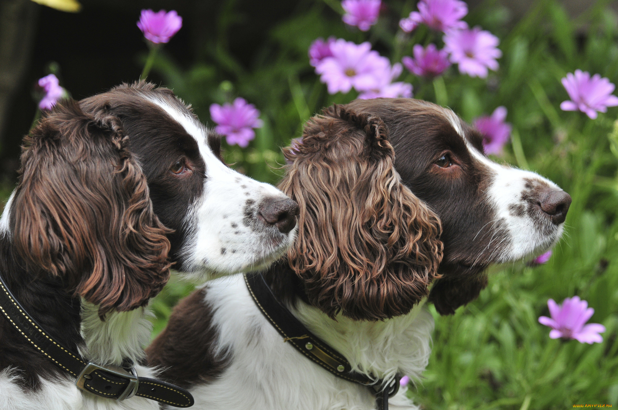 животные, собаки, собачки