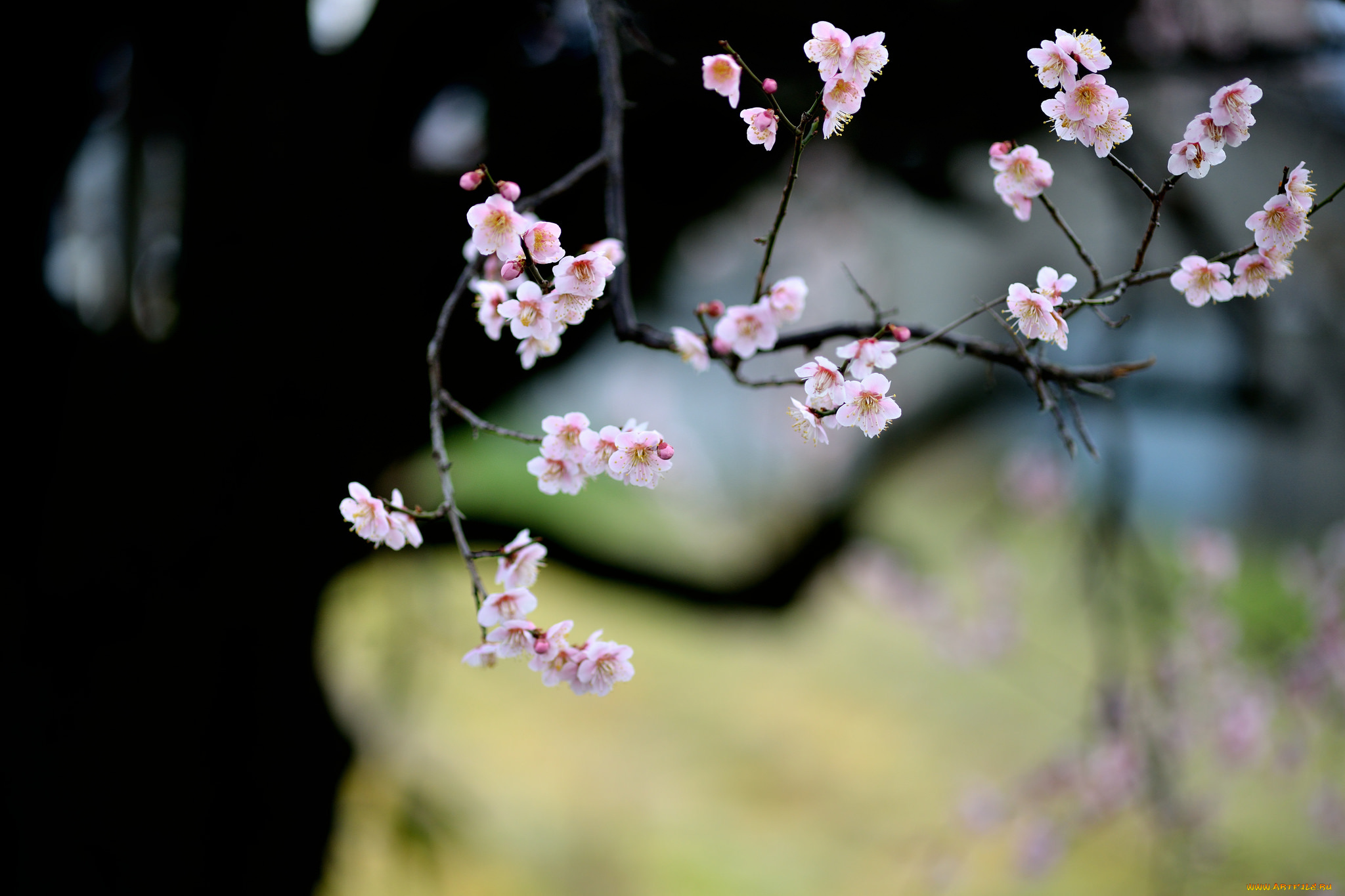 цветы, цветущие, деревья, , , кустарники, ветки, цветущее, дерево