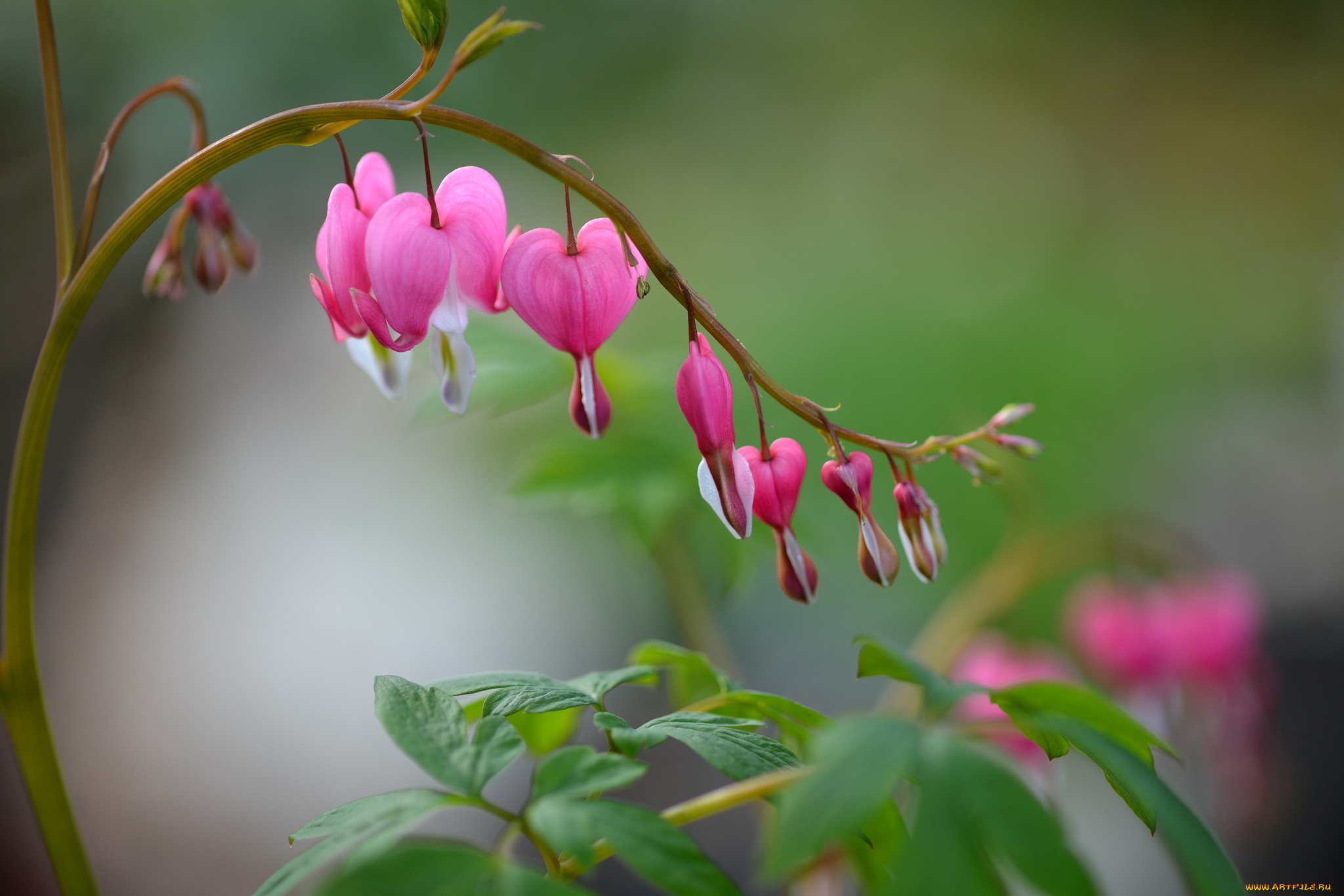 цветы, дицентра, , разбитое, сердце, веточка, растение, разбитое, сердце, фон