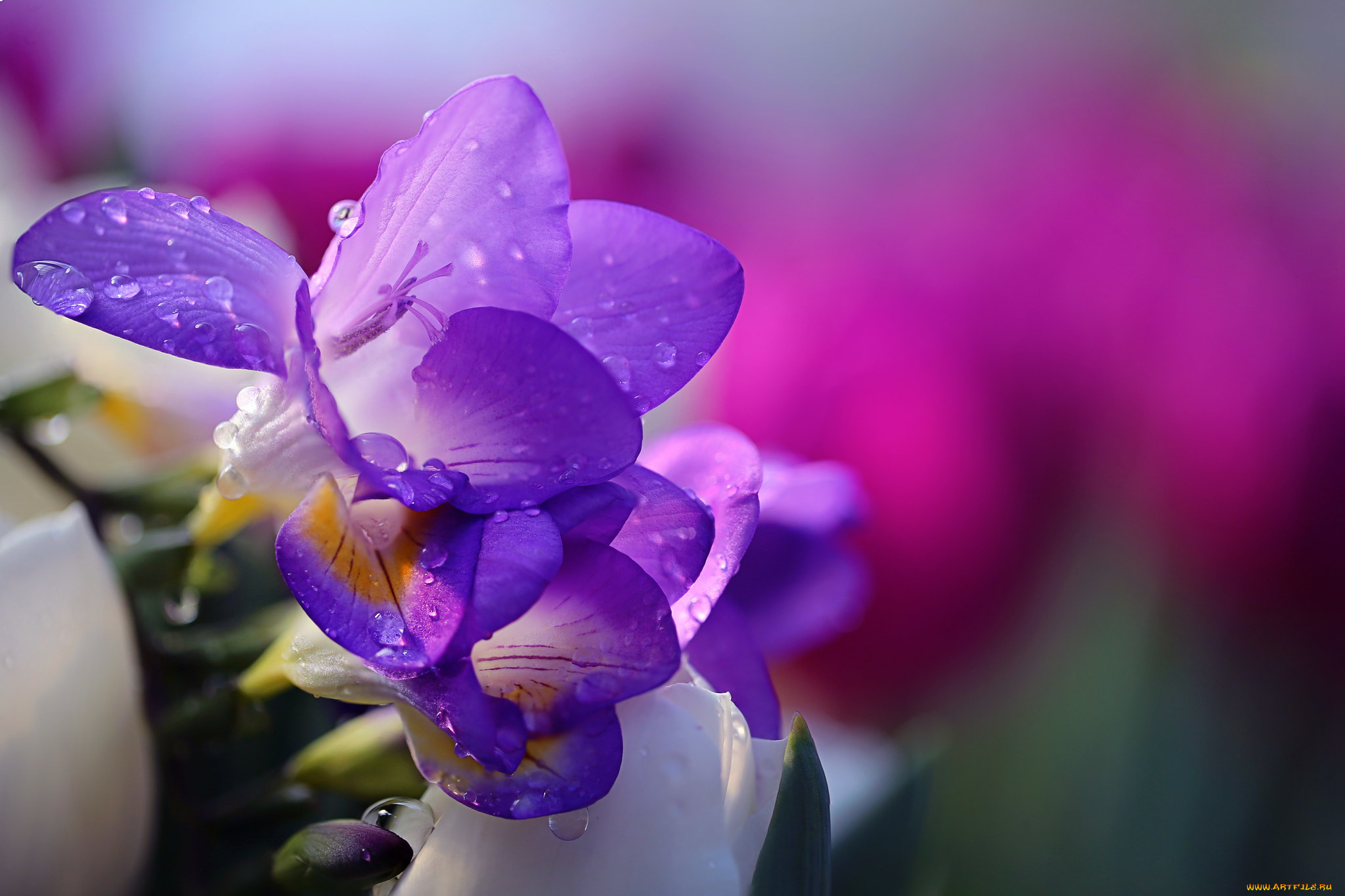 цветы, крокусы, вода, капли, цветок, tender, природа, water, hd, purple, freesia, фрезия, drops, li, feng, flower, nature