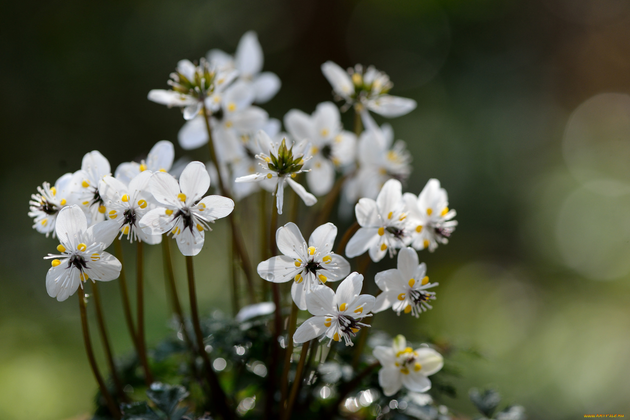 цветы, кустик, белые