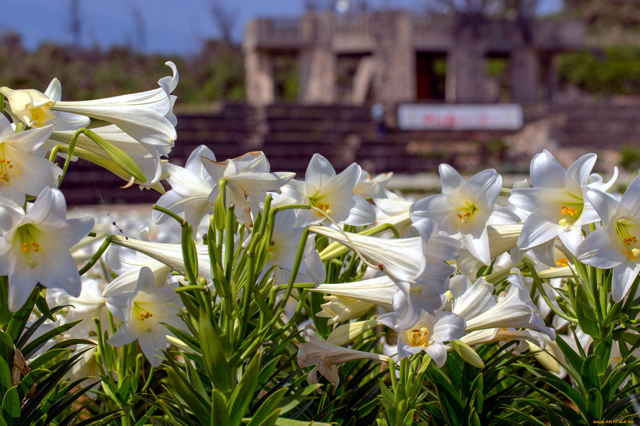 цветы, лилии, , лилейники, белый