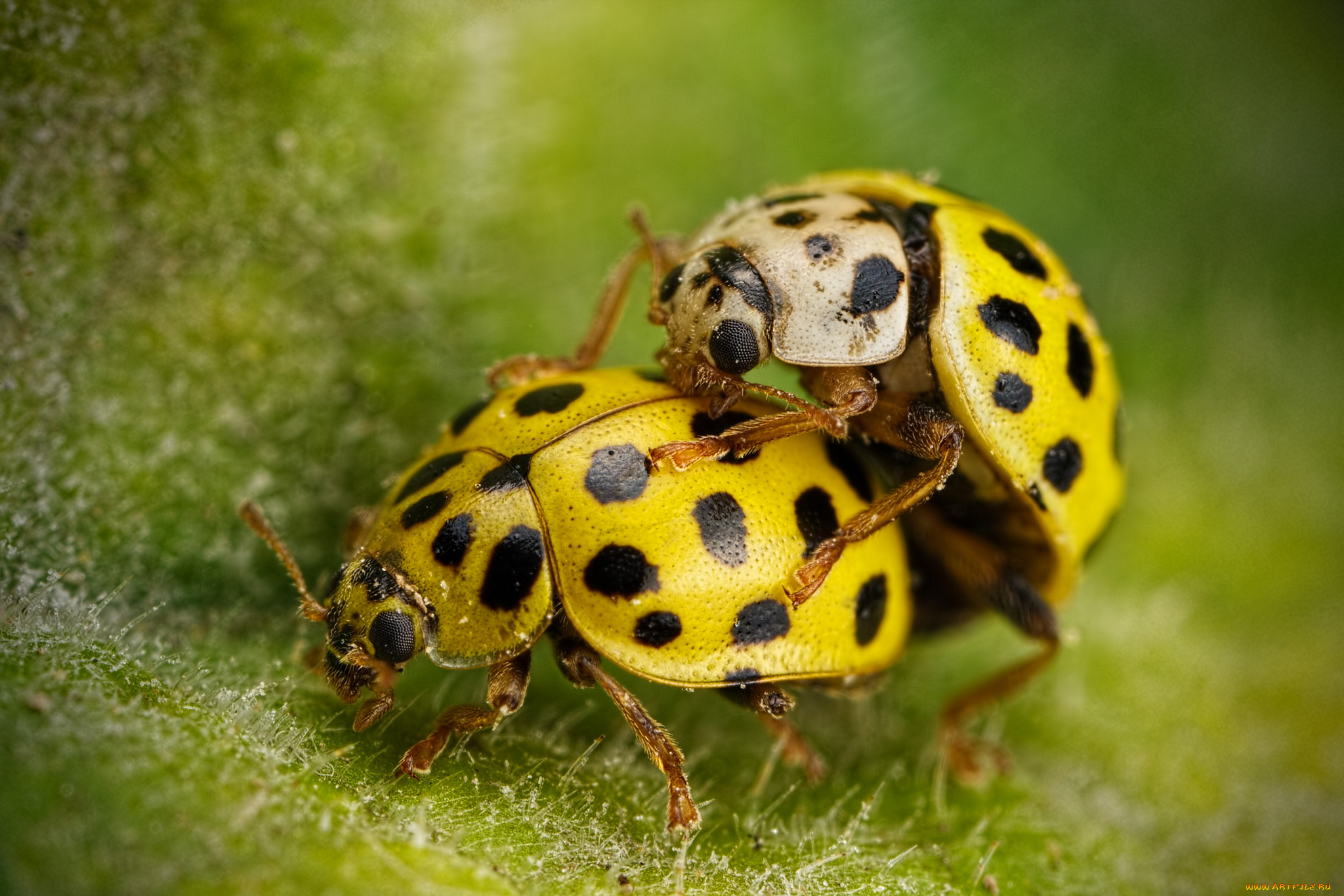 животные, божьи, коровки, божьи, коровки, макро, насекомые, лист
