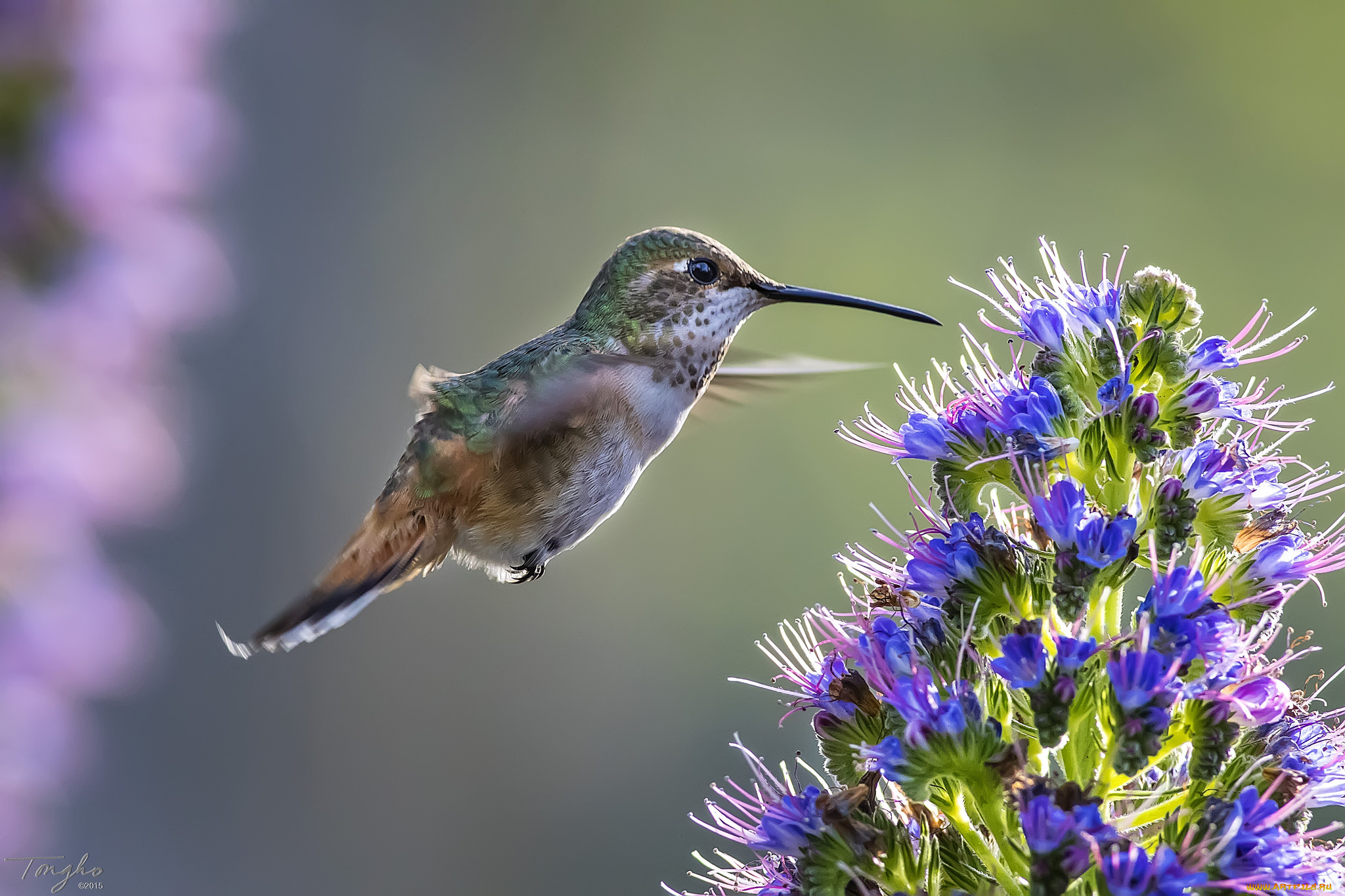 животные, колибри, цветы, фон, птица