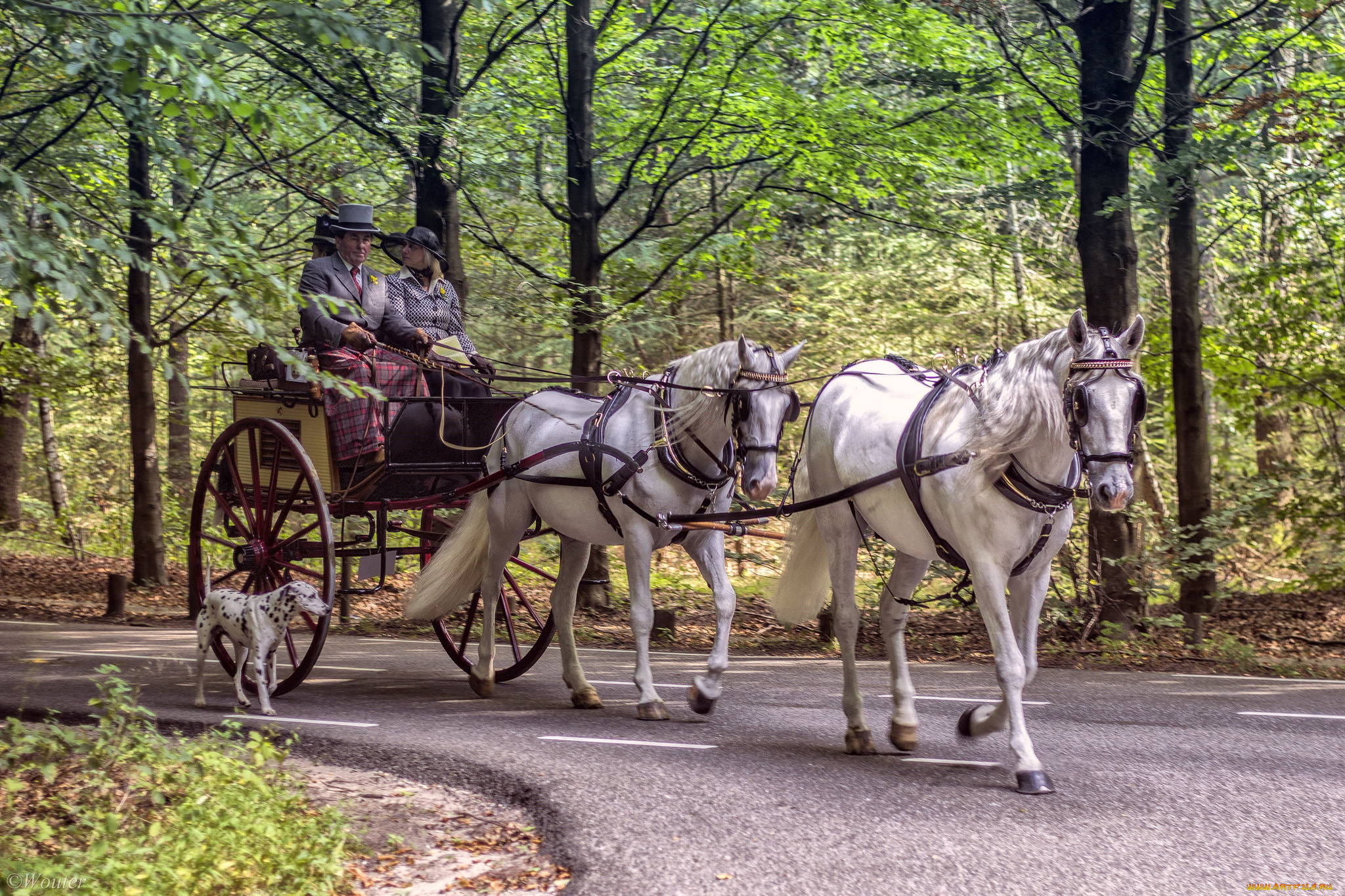 животные, лошади, экипаж