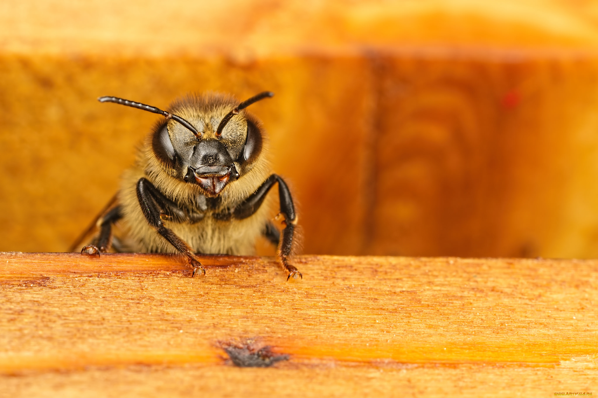 животные, пчелы, , осы, , шмели, макро, насекомое