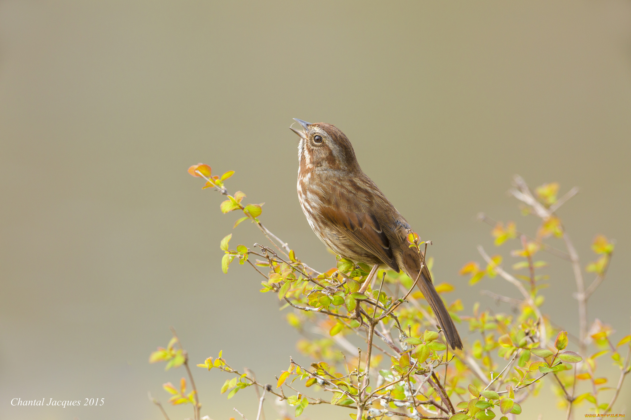животные, птицы, листья, ветки, птичка, фон, птица
