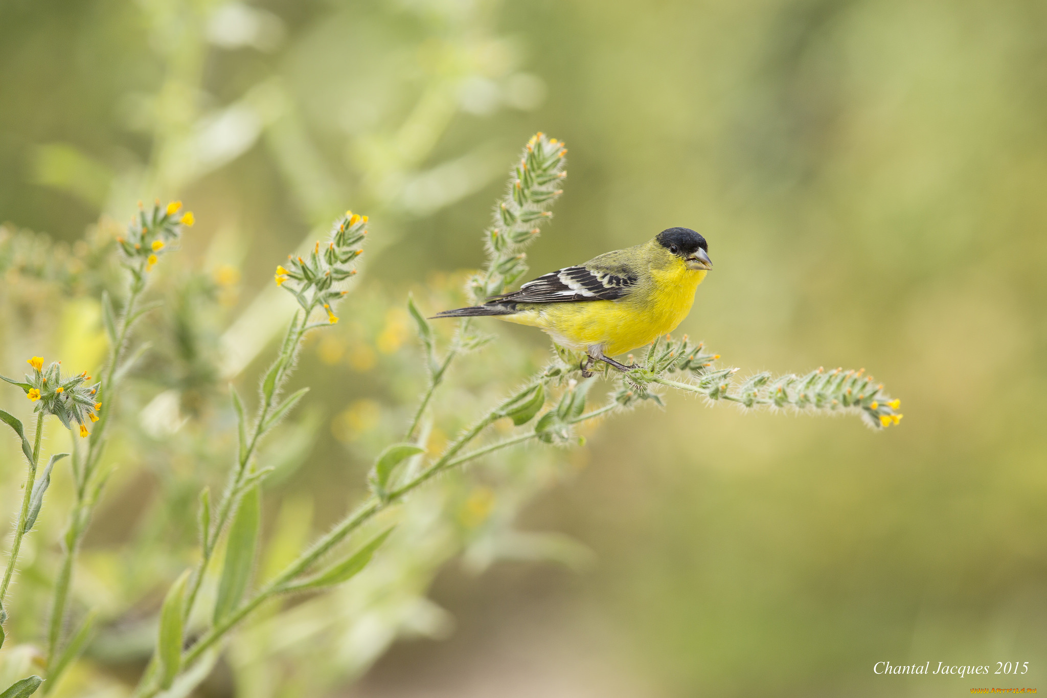 животные, синицы, , лазоревки, трава, цветы, птица, птичка
