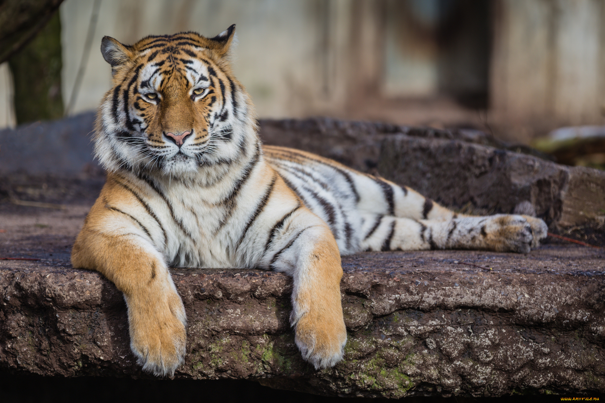 животные, тигры, тигр