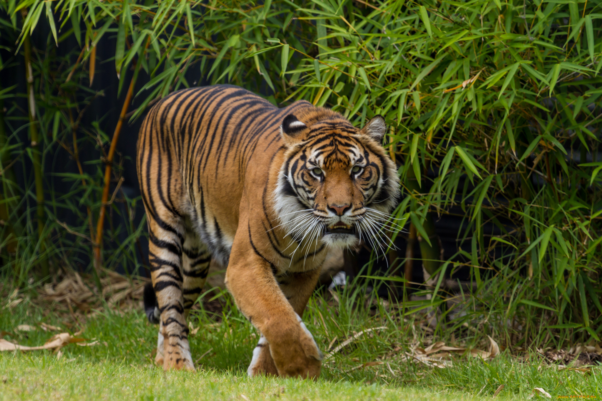 животные, тигры, тигр