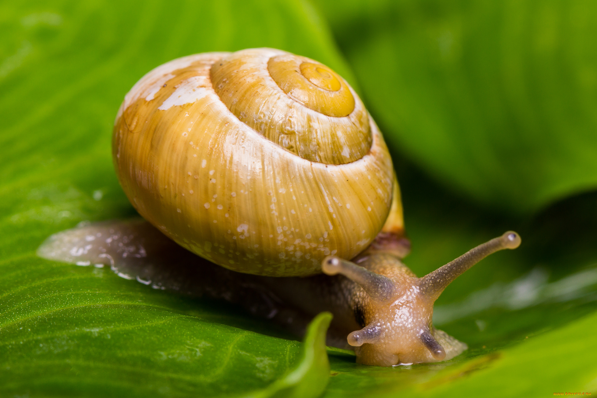животные, улитки, усики, насекомое, улитка, лист