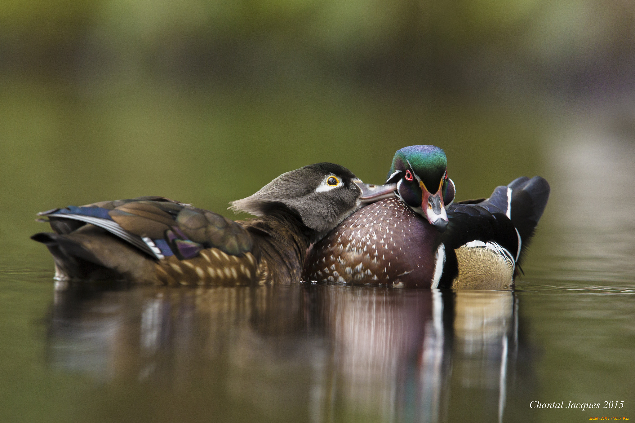 животные, утки, вода, озеро, утки-мандаринки