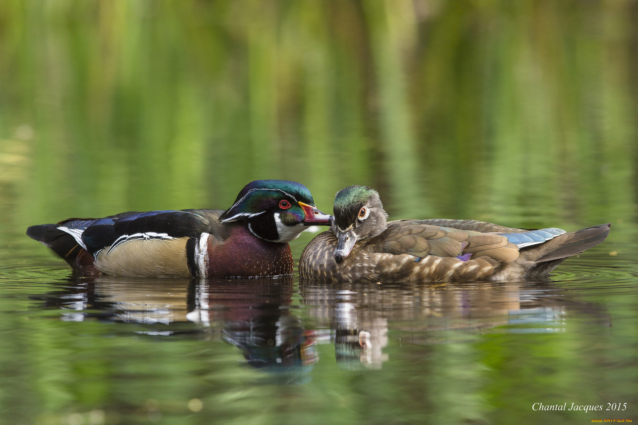 животные, утки, вода, романтика, озеро, утки-мандаринки