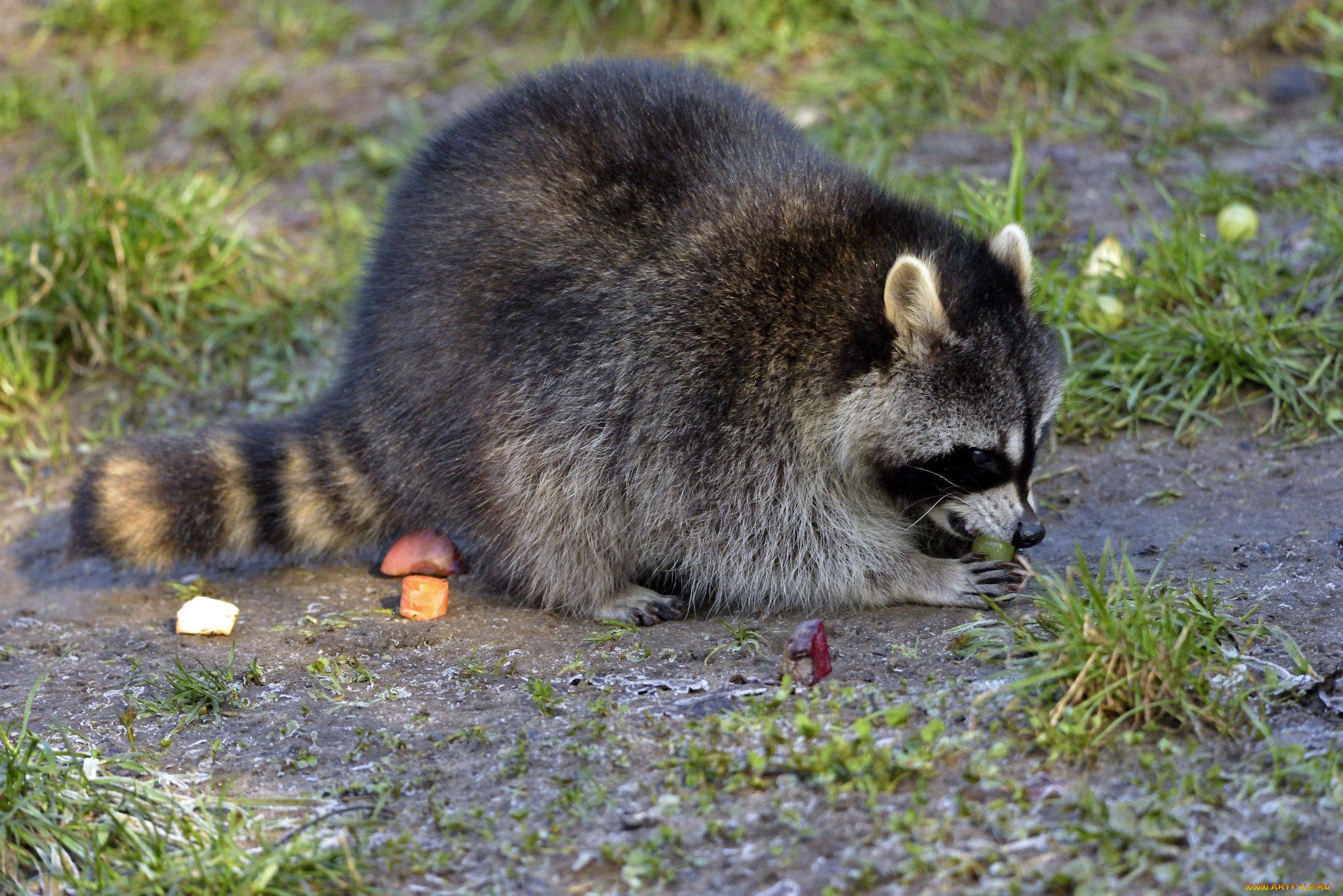 животные, еноты, енот