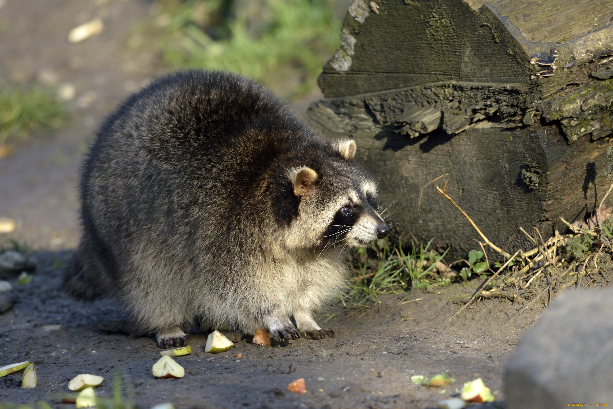 животные, еноты, енот