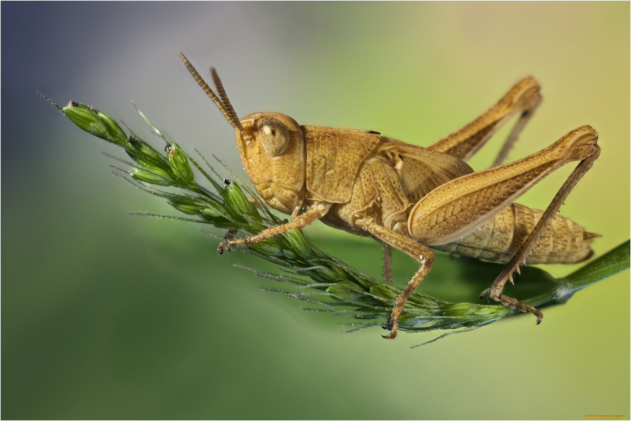 животные, кузнечики, , саранча, саранчук