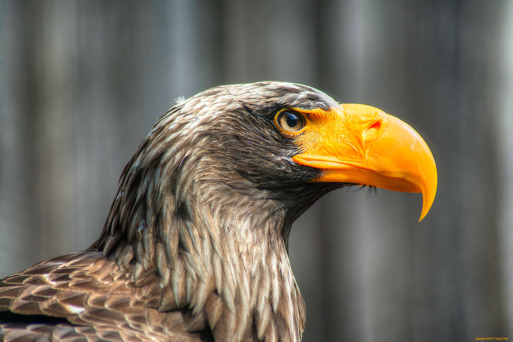 животные, птицы, -, хищники, орел