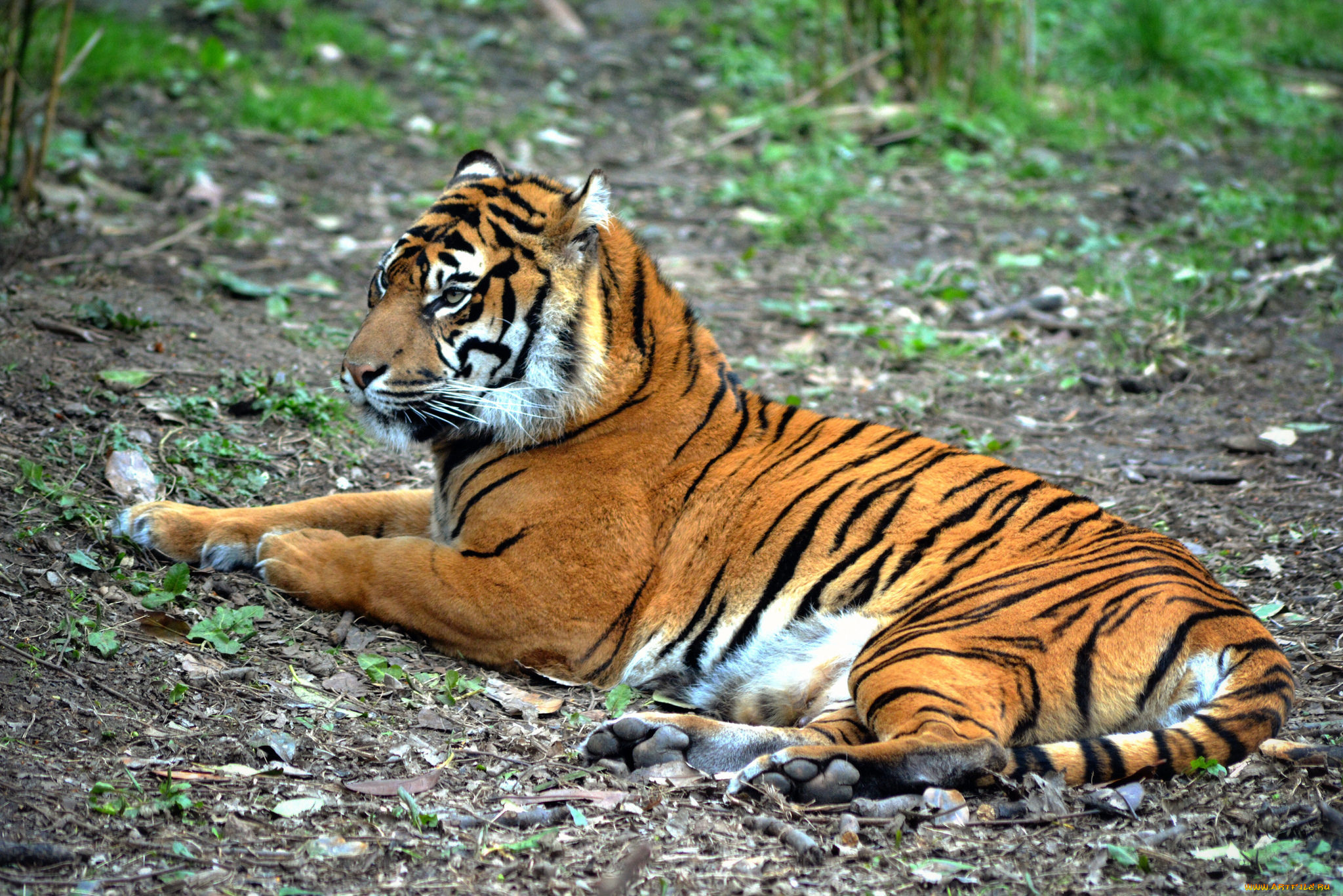 животные, тигры, тигр