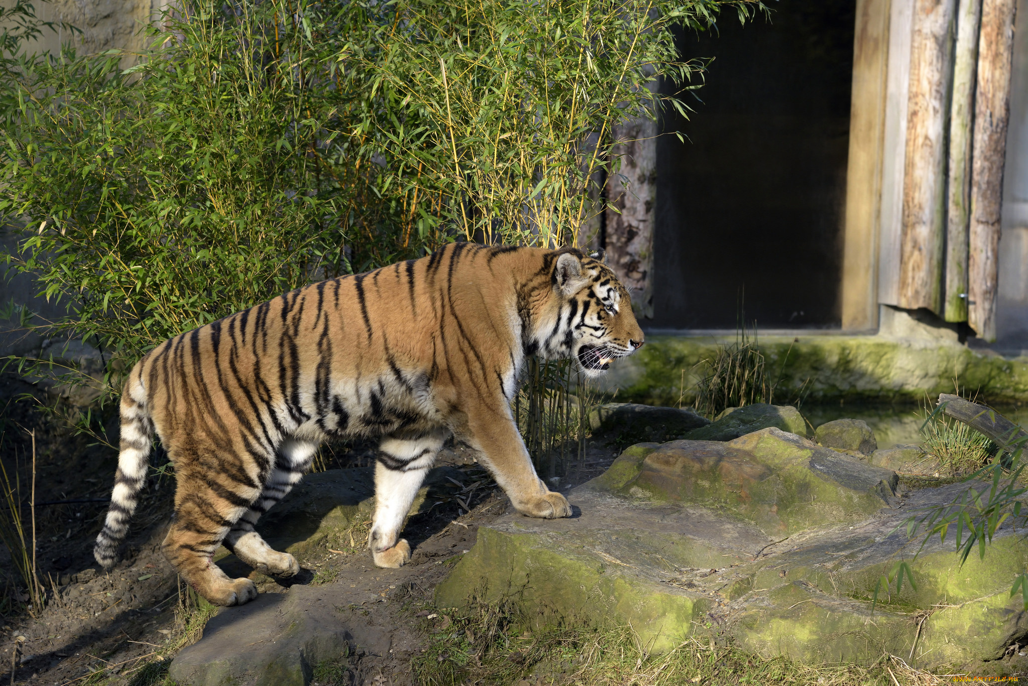 животные, тигры, тигр