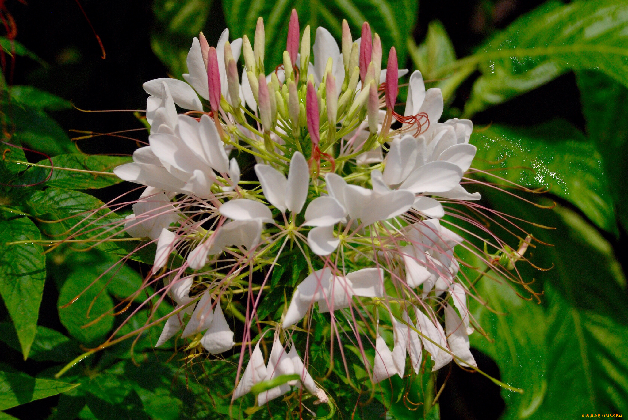 цветы, клеомы, лепестки, белые, тычинки