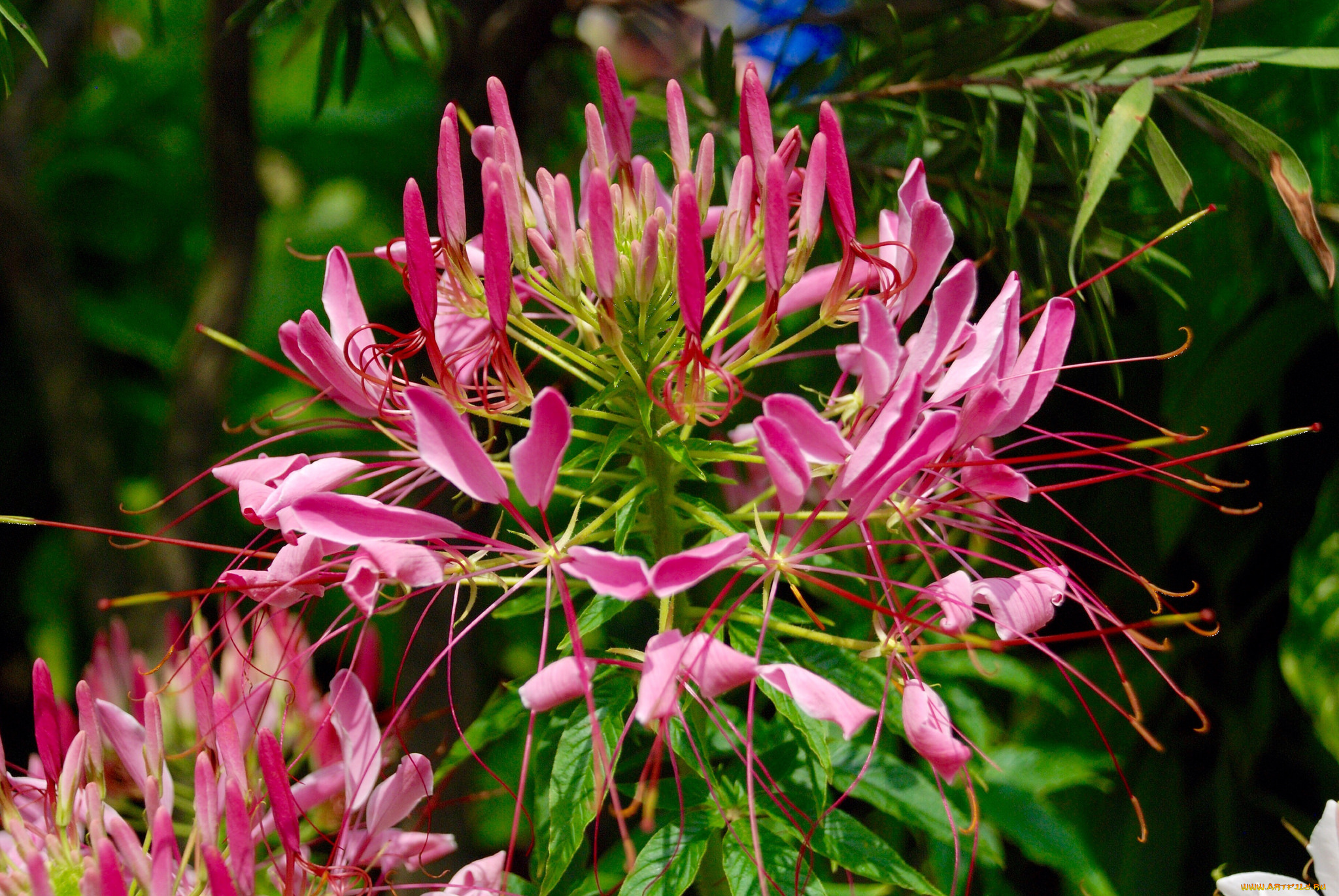 цветы, клеомы, тычинки, лепестки, розовые