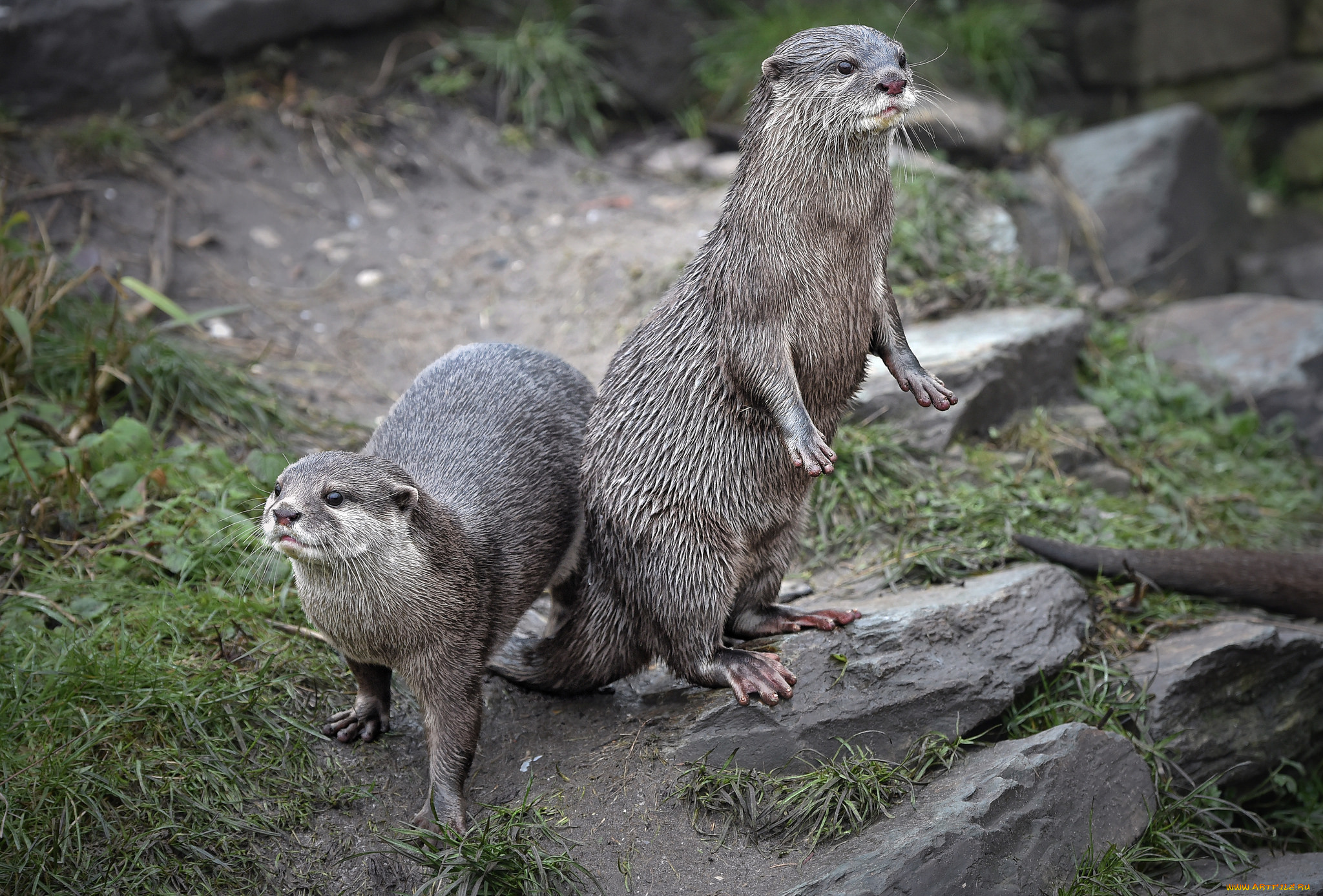 животные, выдры, , каланы, , ондатры