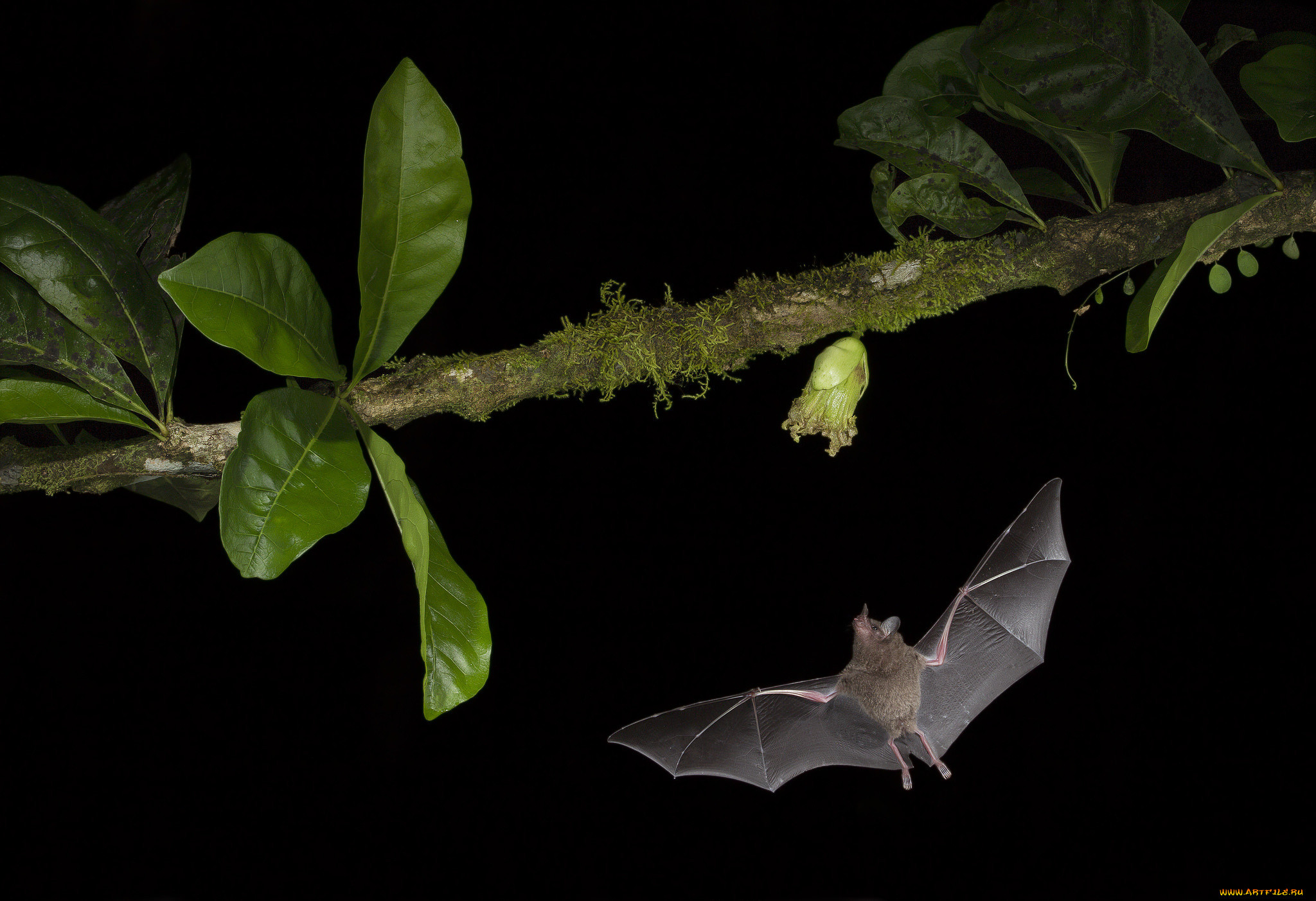животные, летучие, мыши, ветка, полет, листья, летучая, мышь, растение, ночь