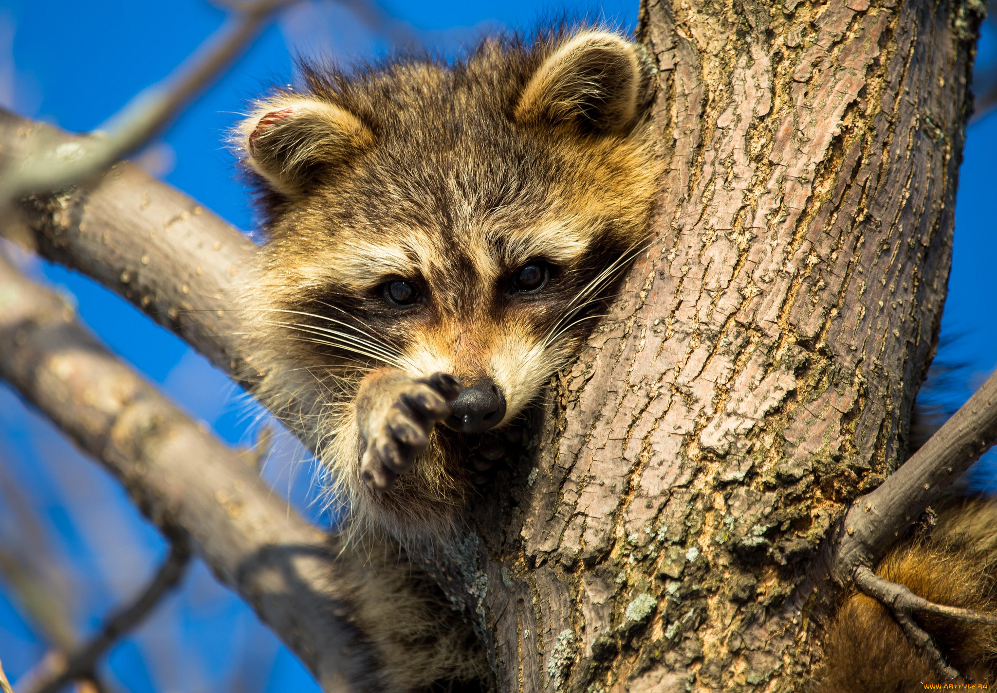 животные, еноты, енот